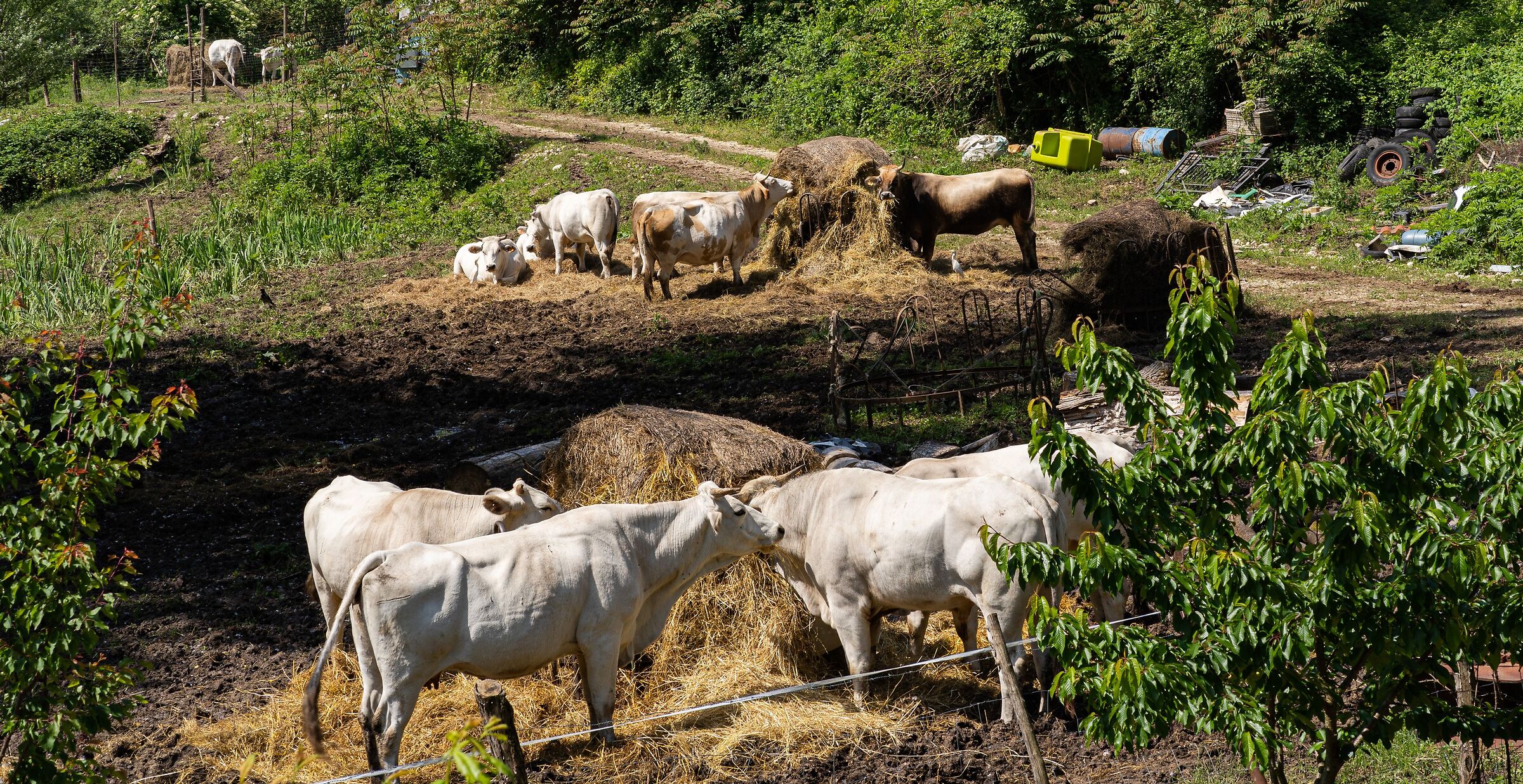 Cows