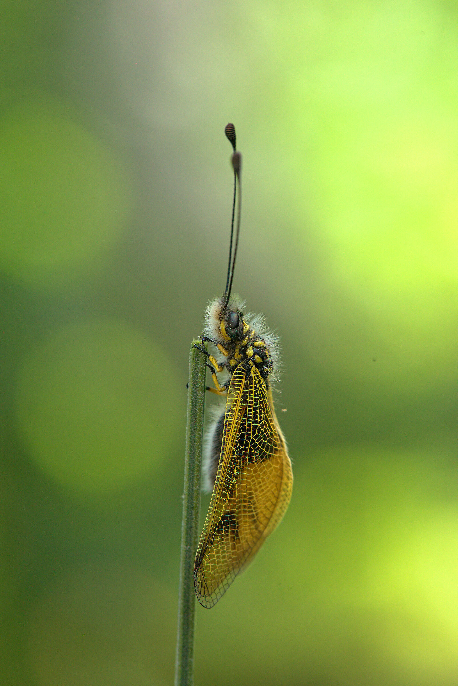 Libelloides longicornis