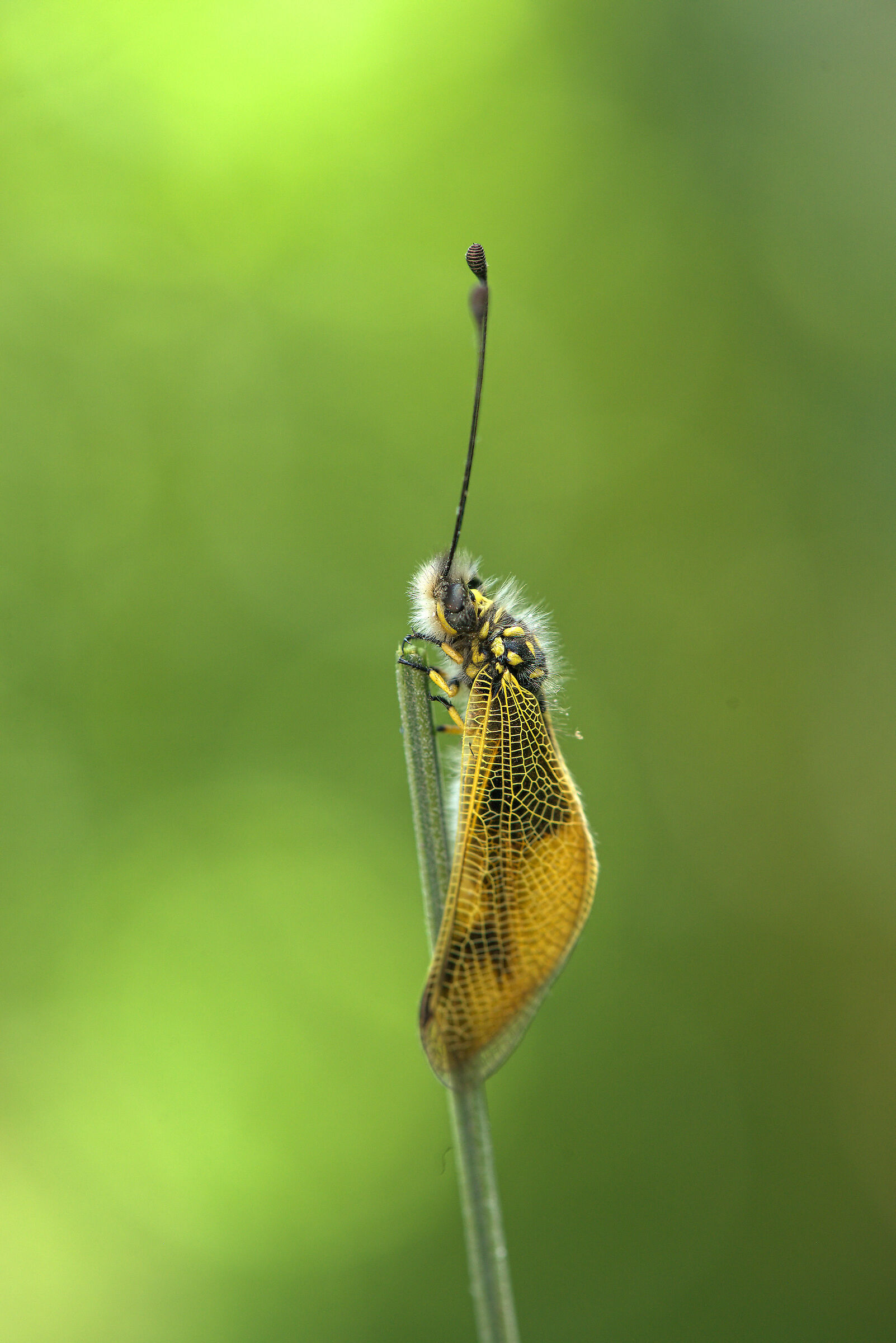Libelloides longicornis
