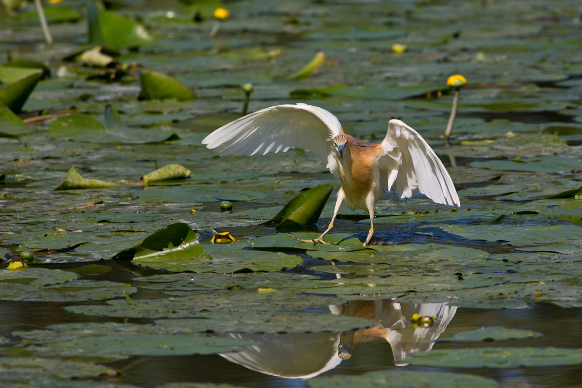 The exhibitionist ...