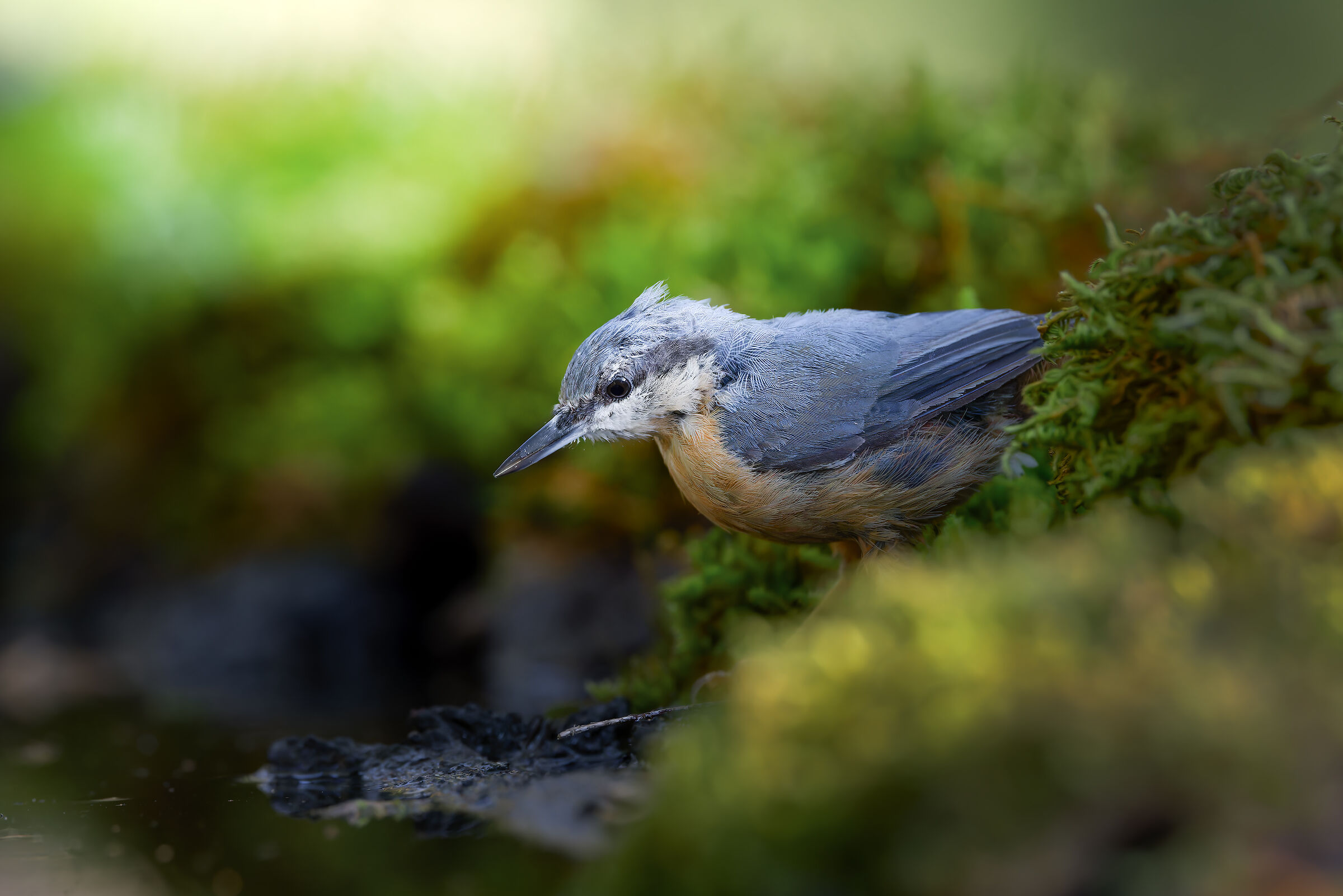 Wood nuthatch