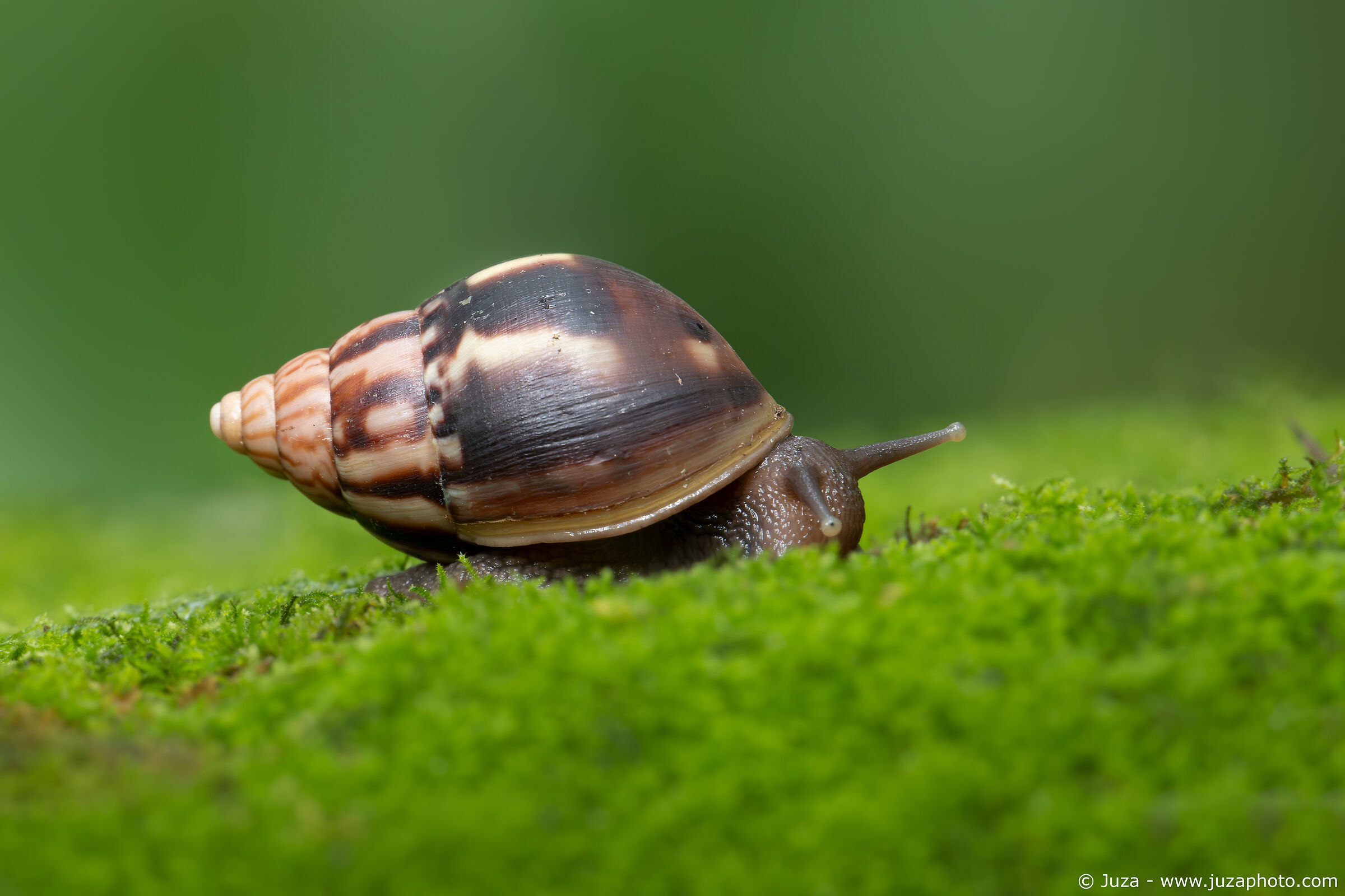 African Giant Snail (Lissachatina fulica)