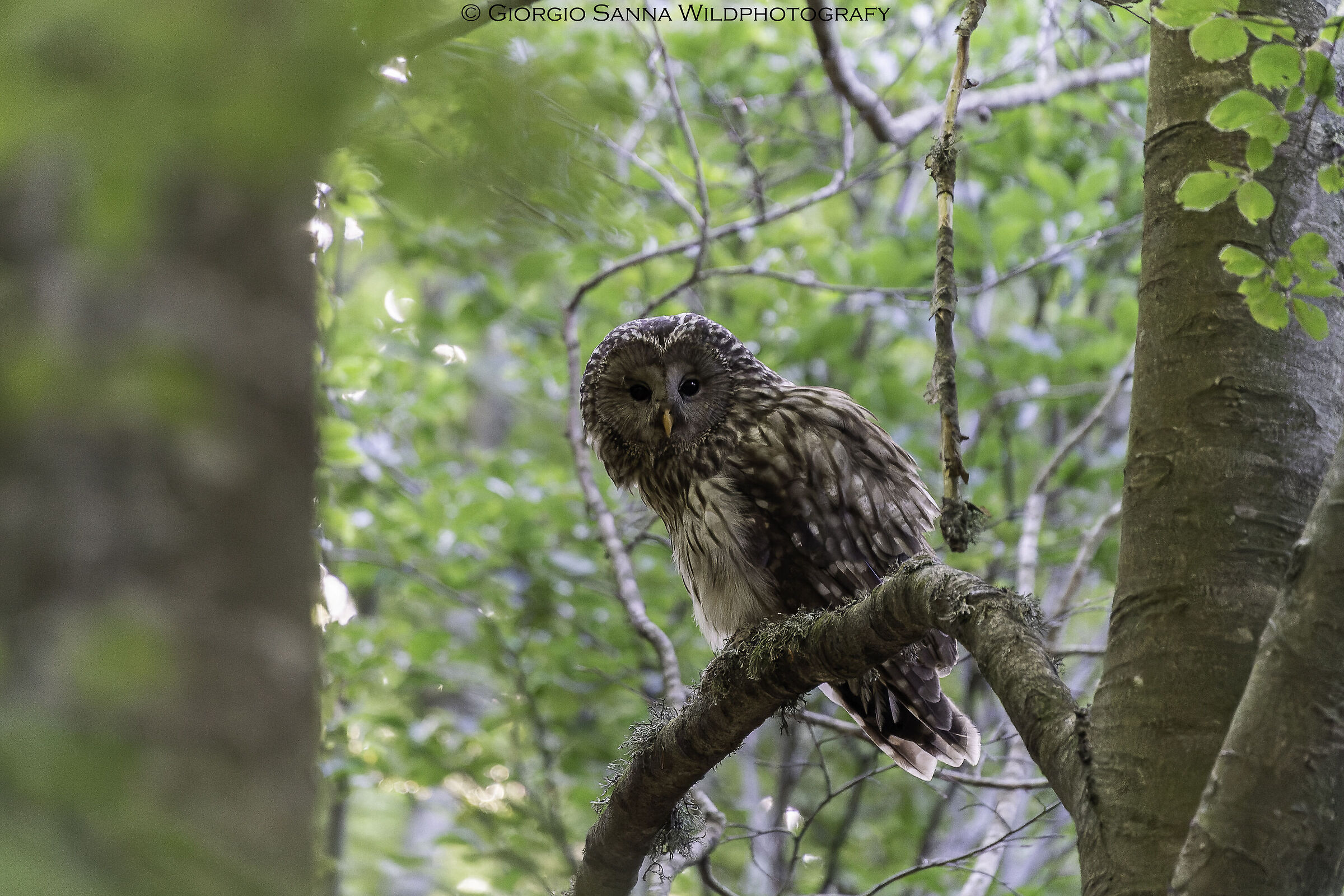 Tawny owl of the Urals