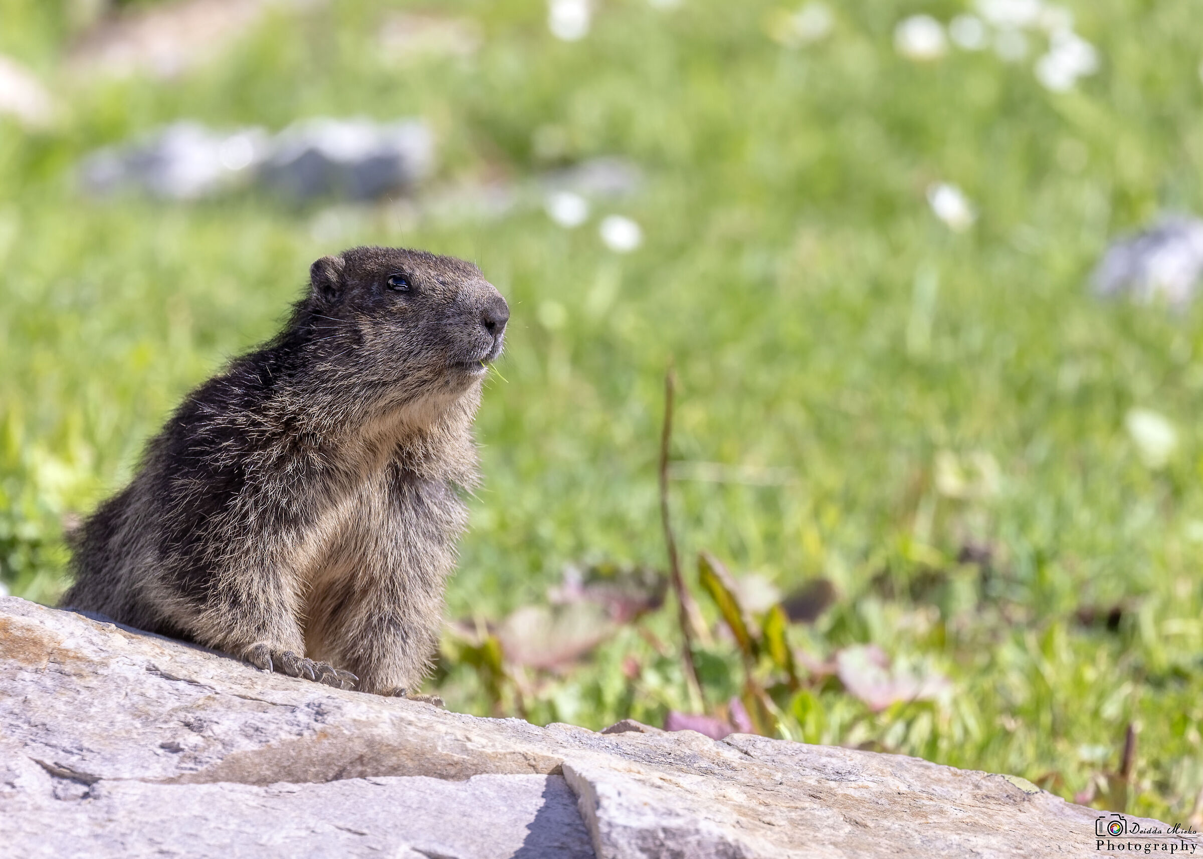 Marmotta