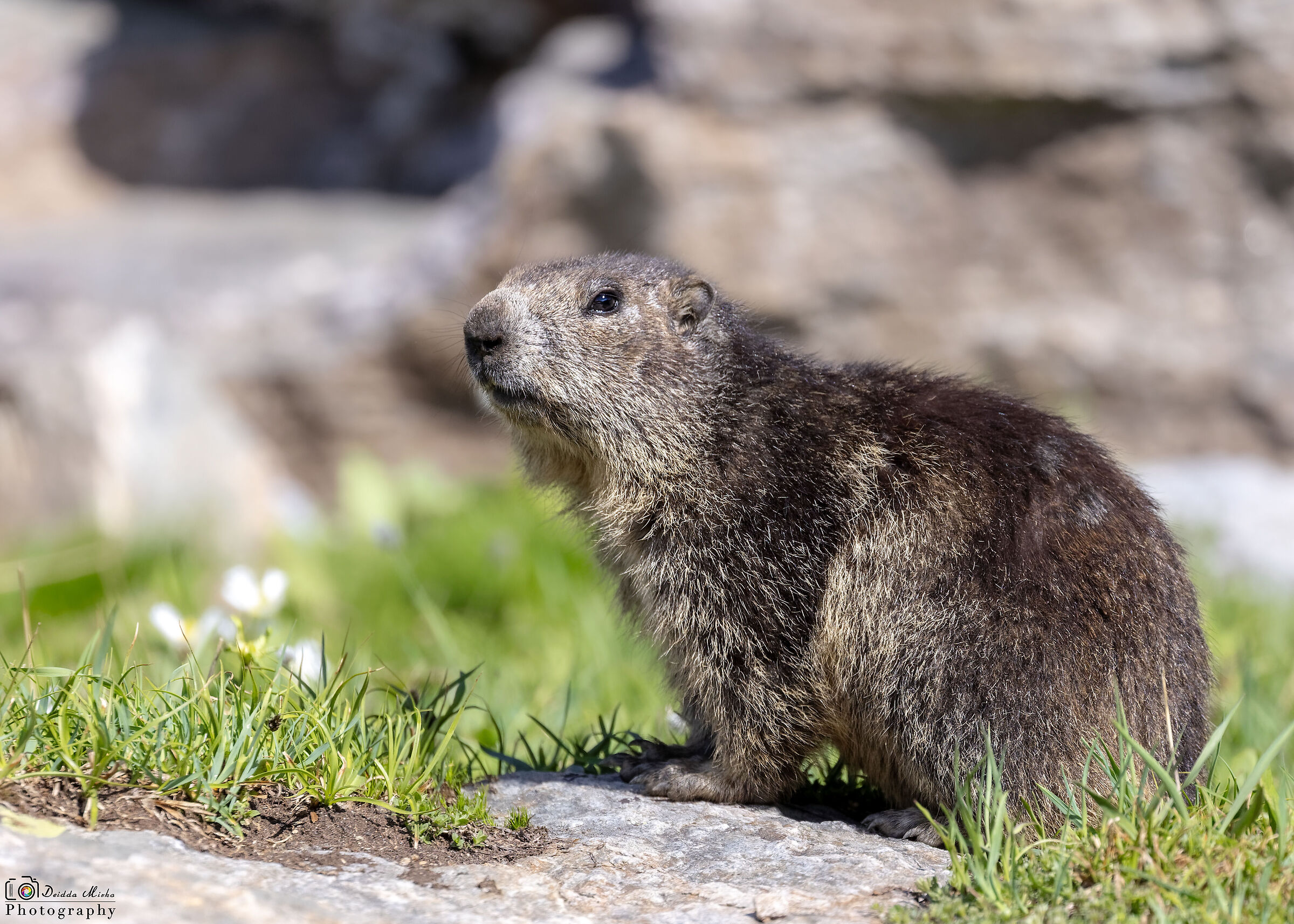 Marmotta