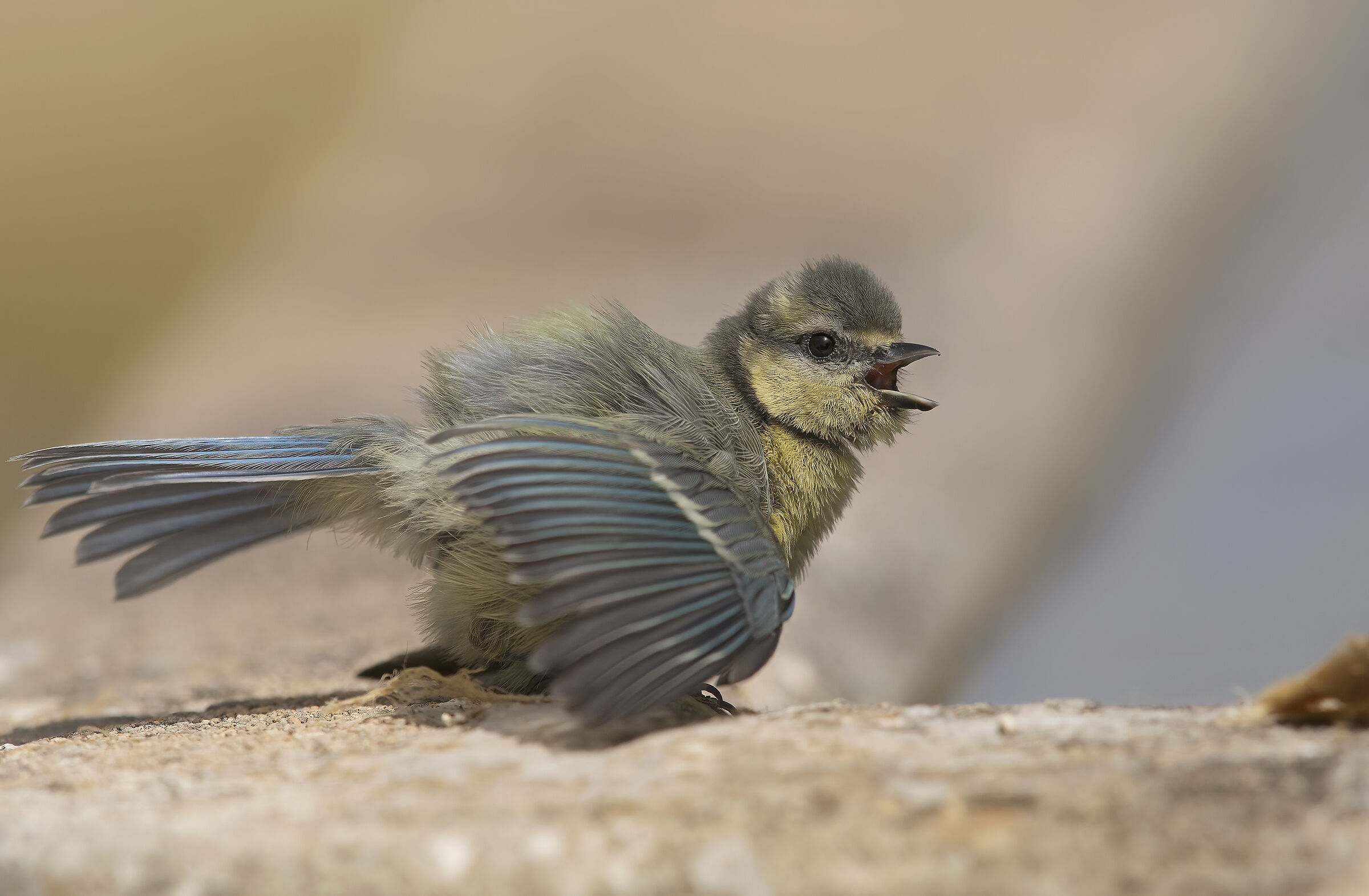 cinciarella arrabbiata