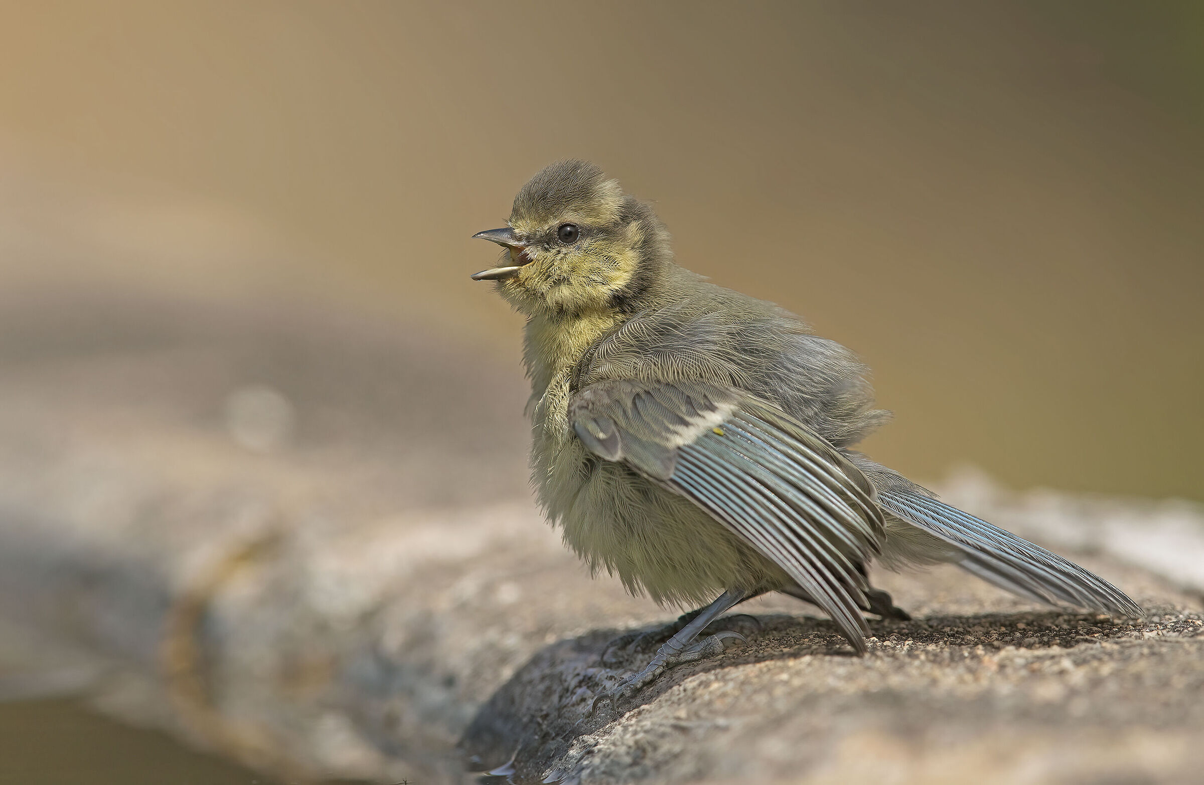 cinciarella arrabbiata