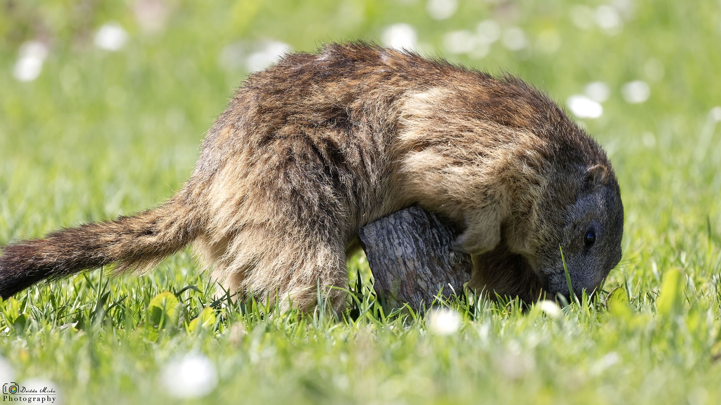 Marmotta giocherellona
