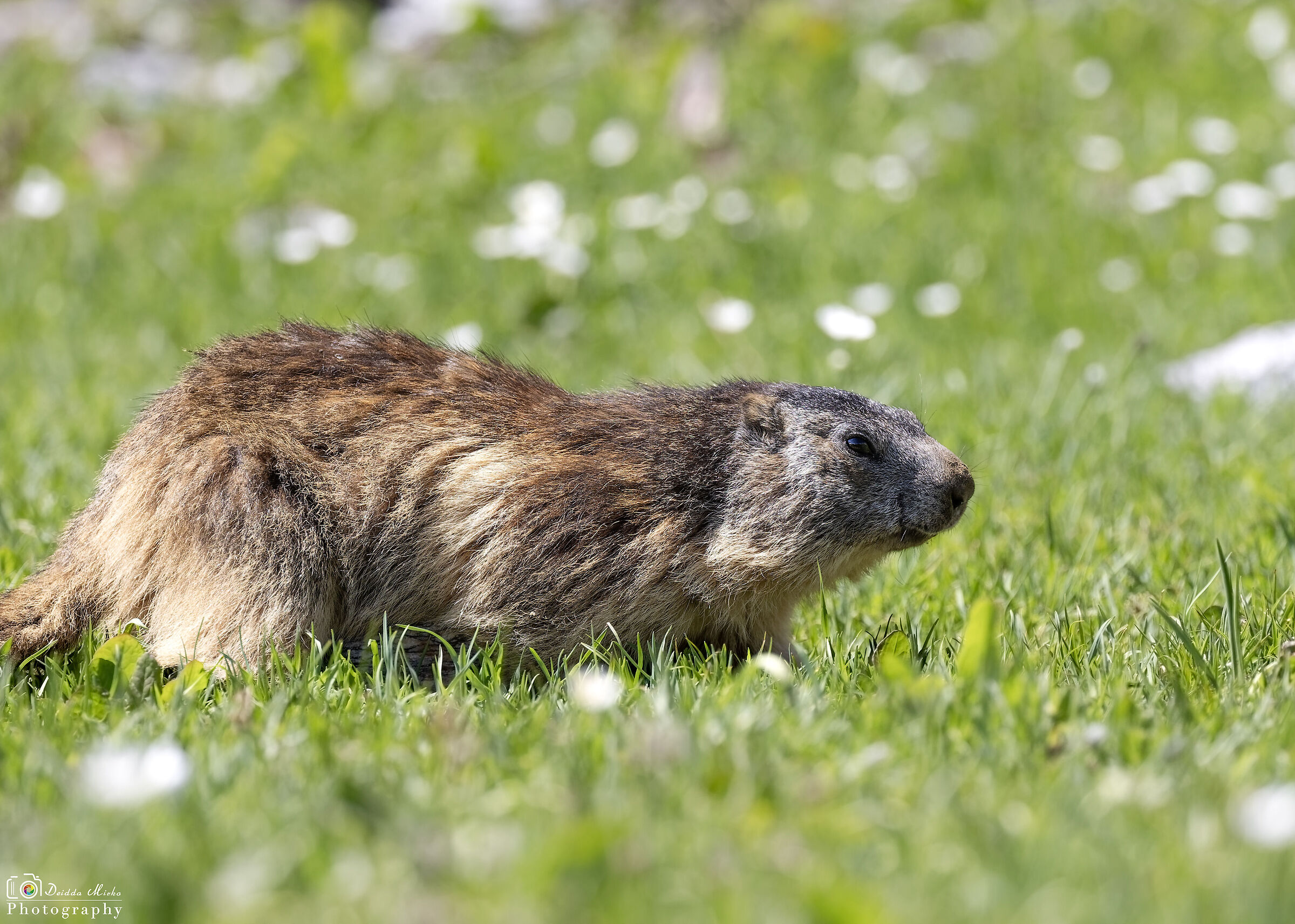 Marmotta
