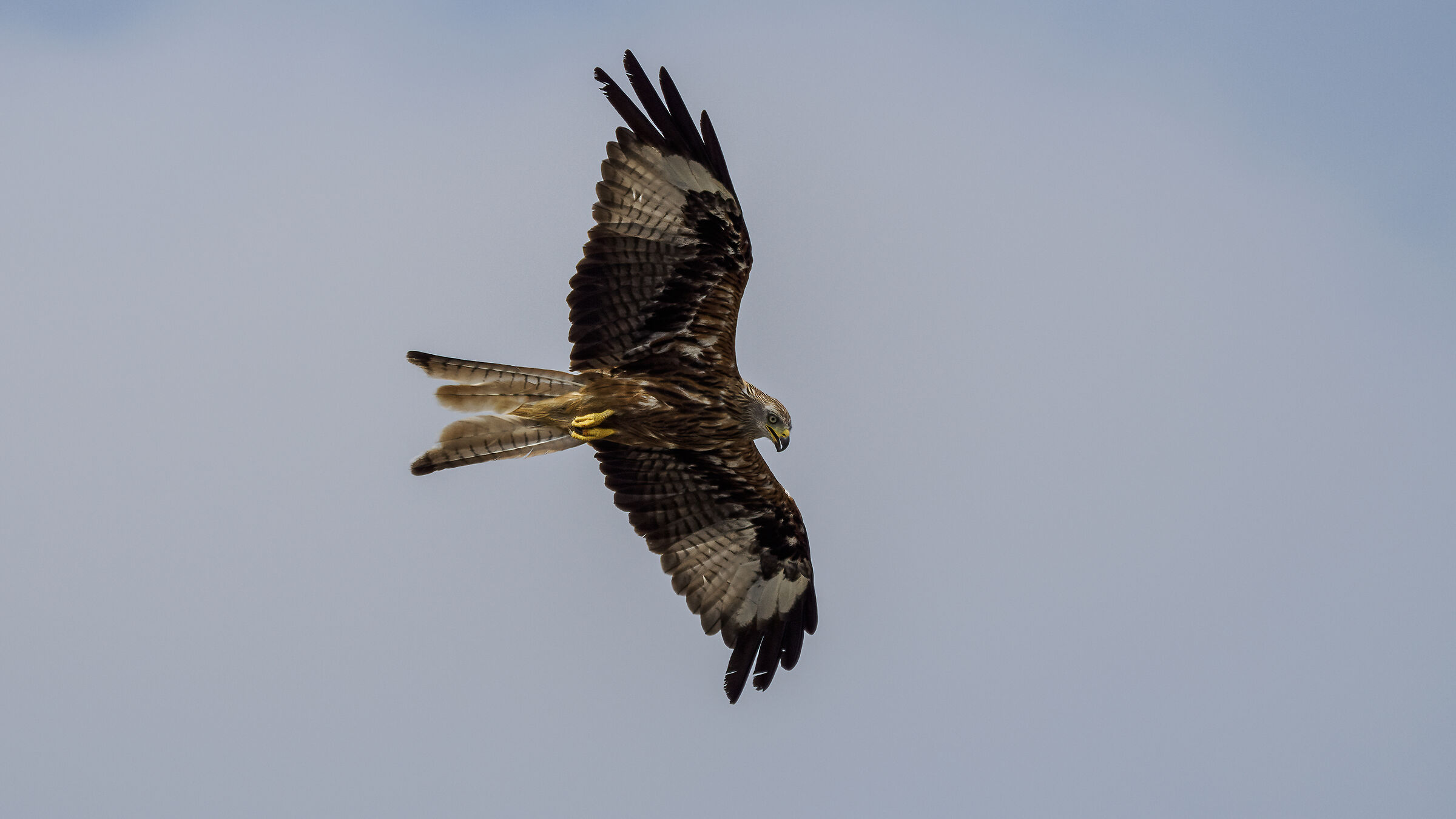 Kite