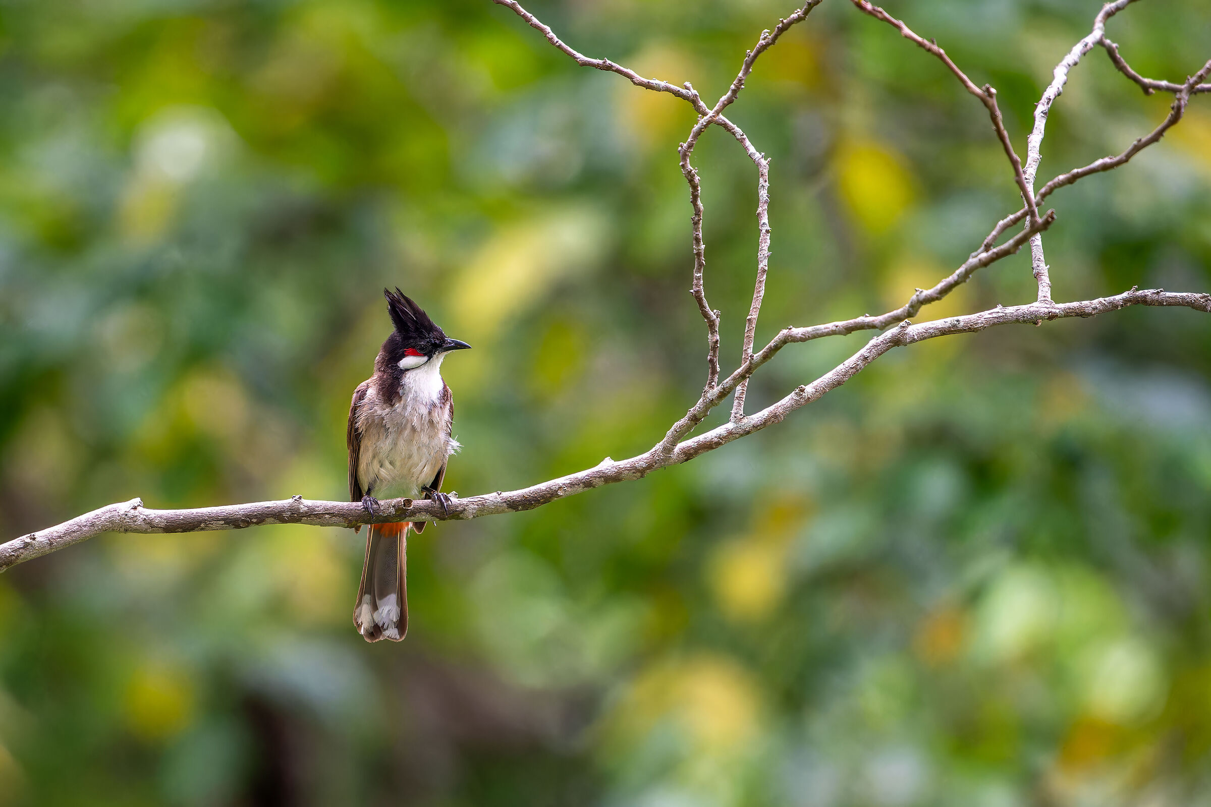 Red-whiskered bulbul (Pycnonotus jocosus)
