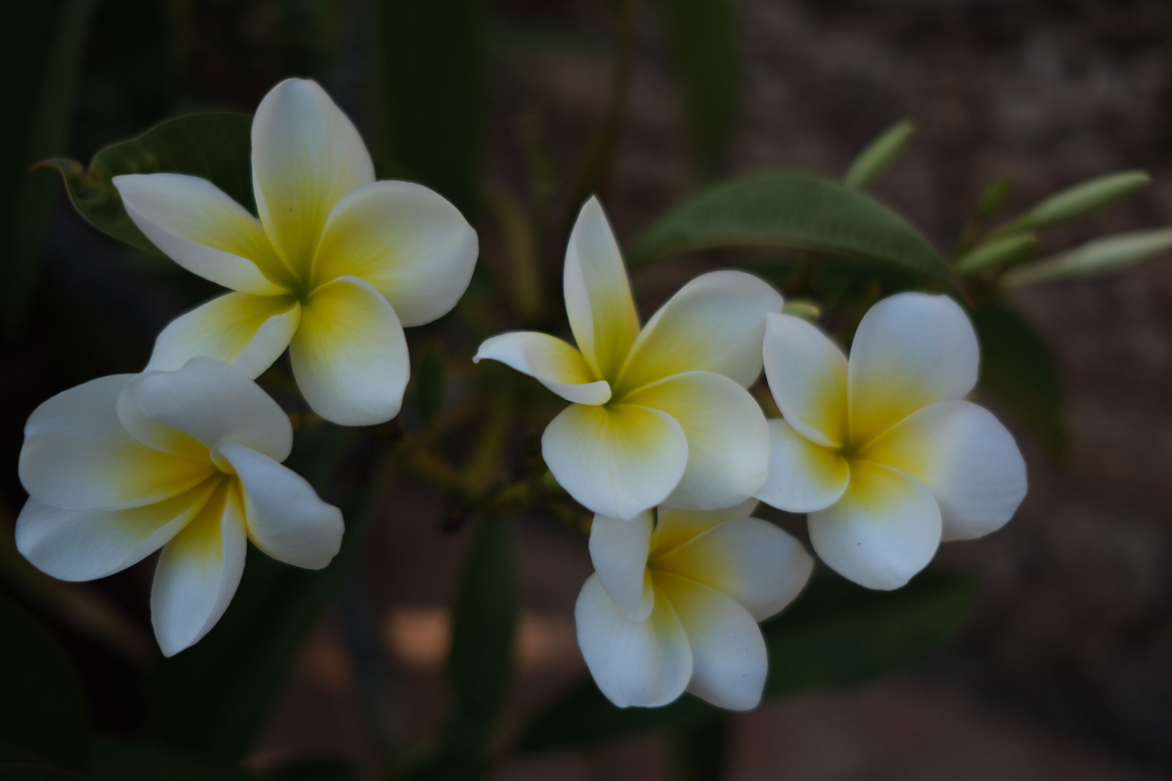 Pomelia
