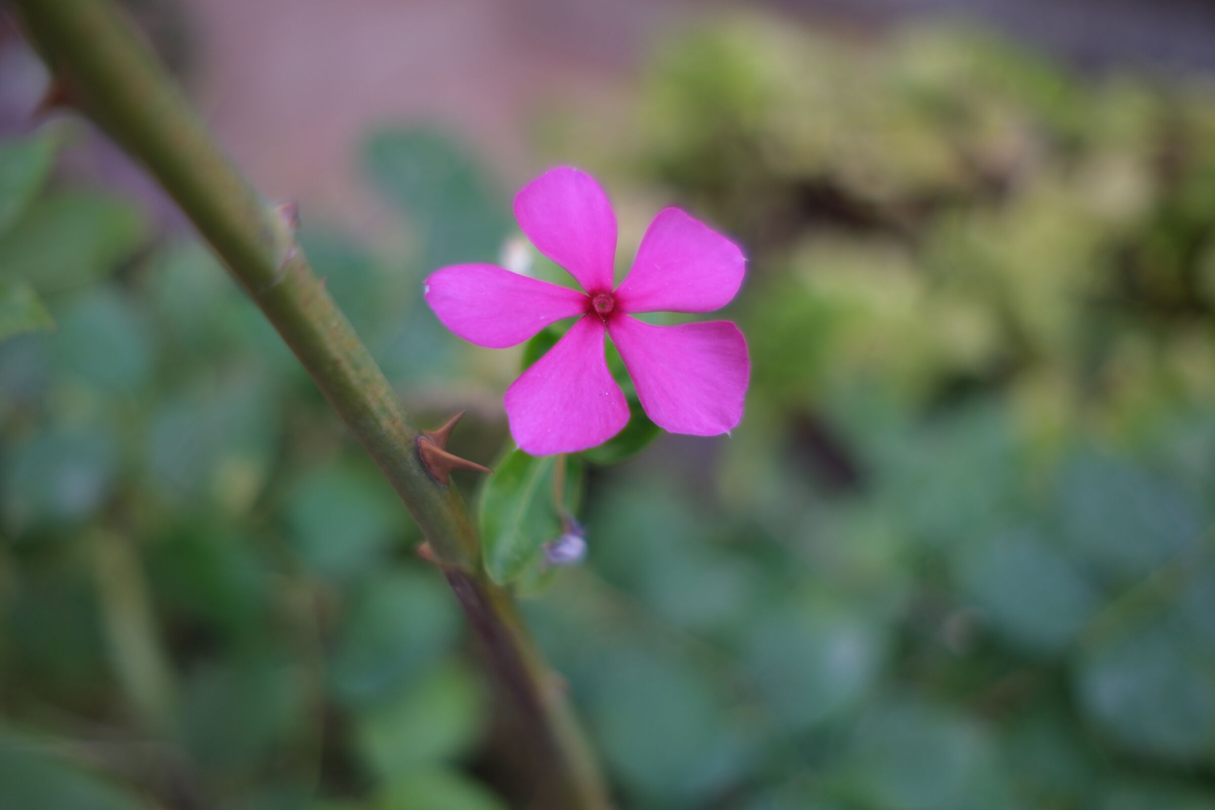 Fiore