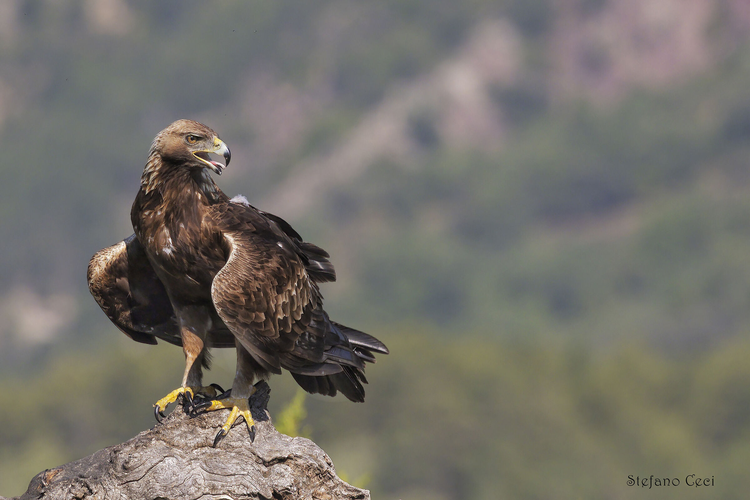 Golden eagle