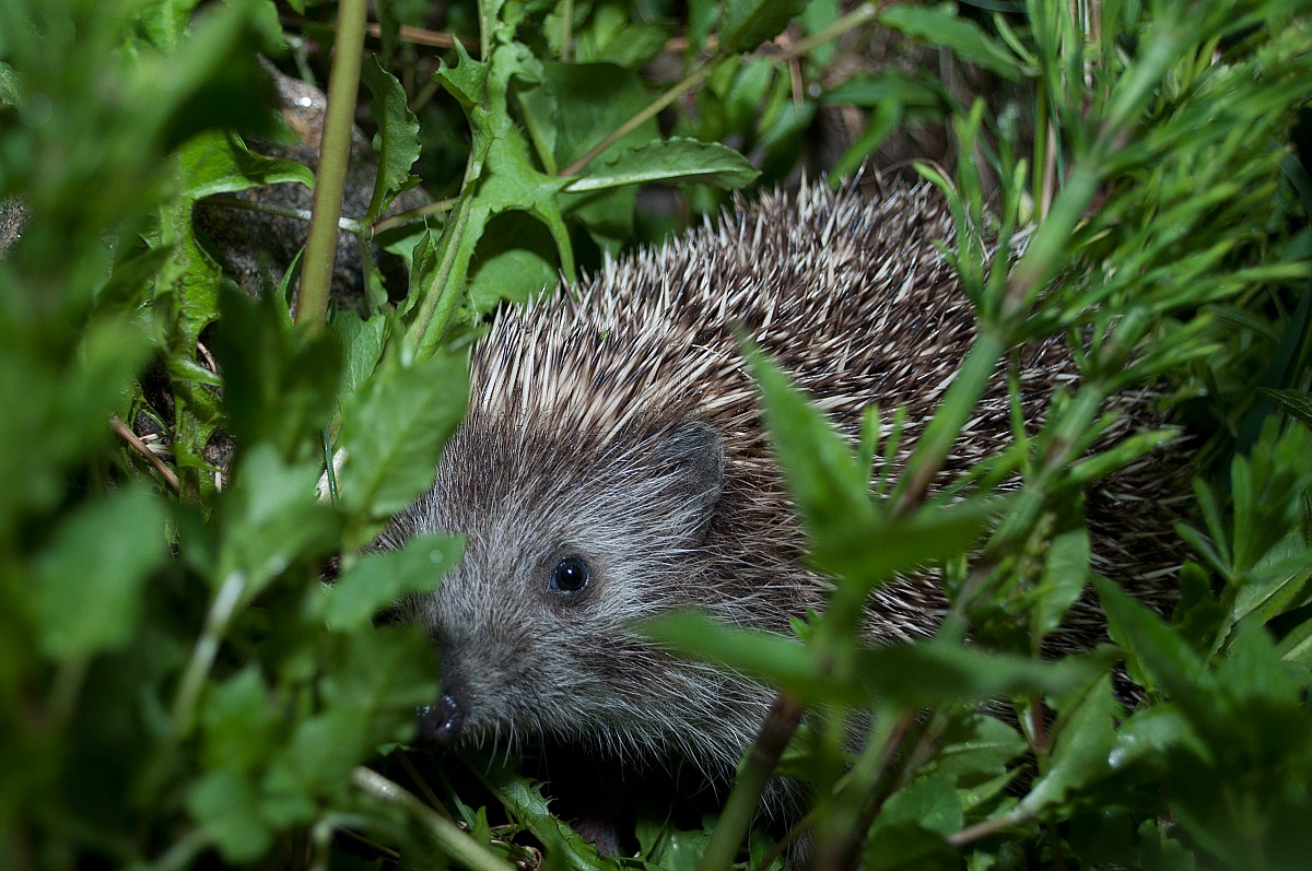 Riccio - Erinaceus europaeus