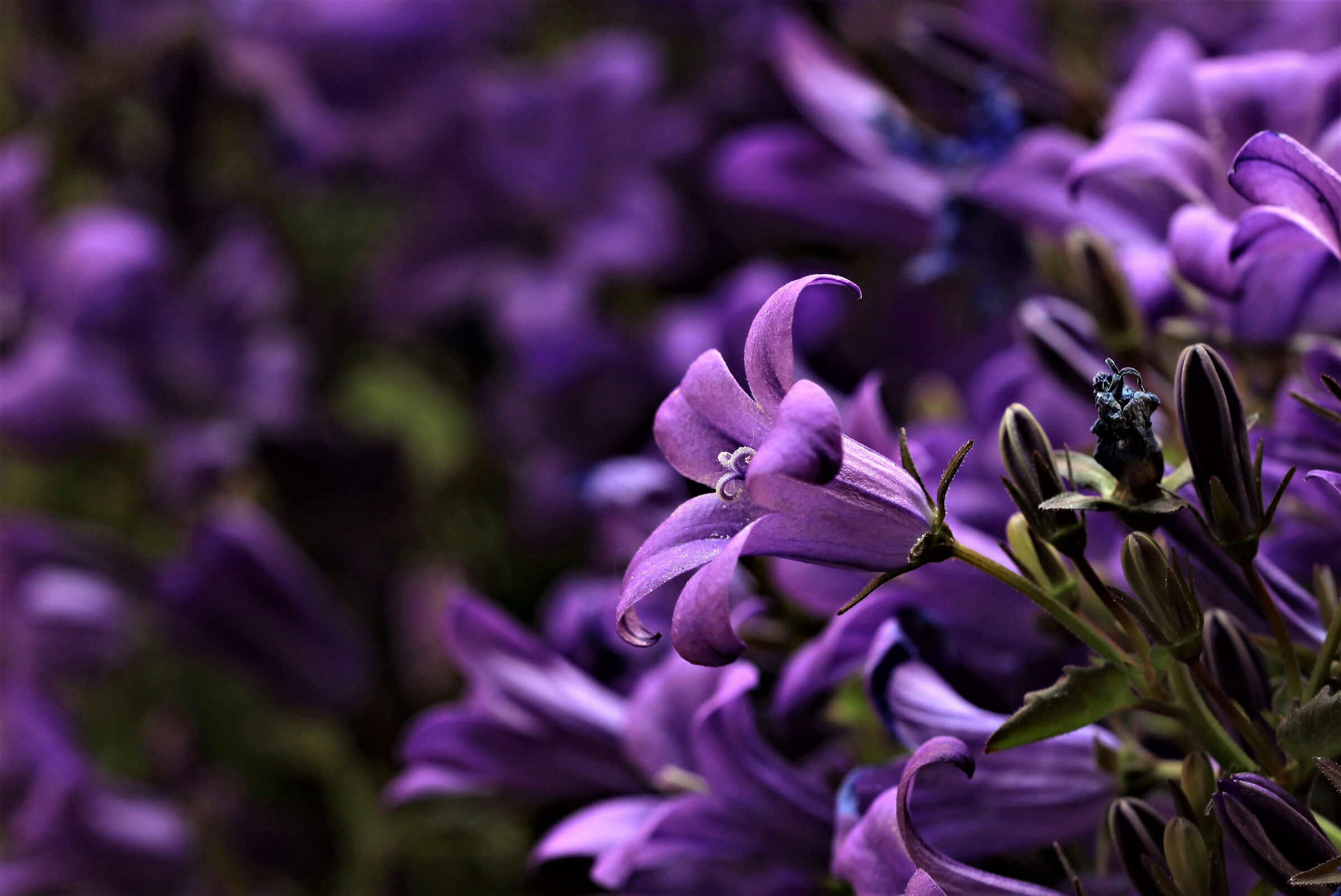 Campanula portenschlagiana
