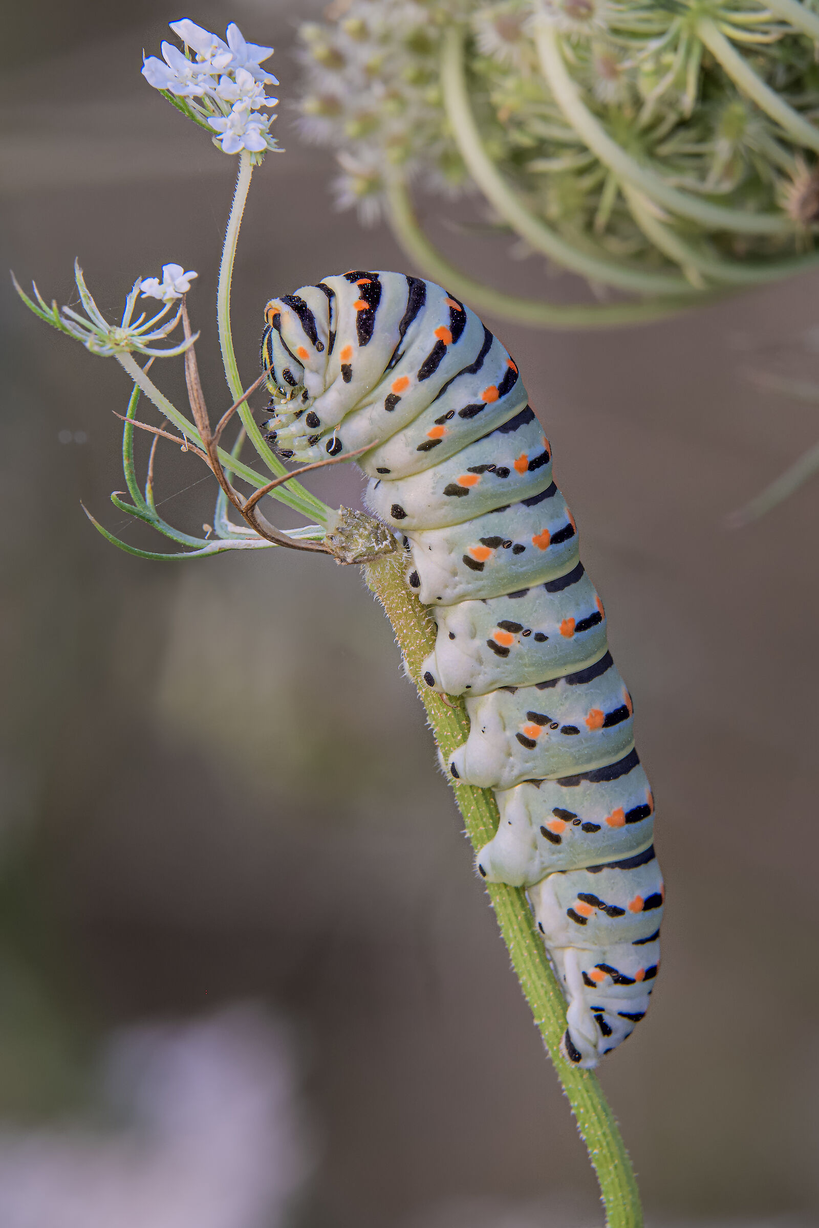 Swallowtail caterpillar