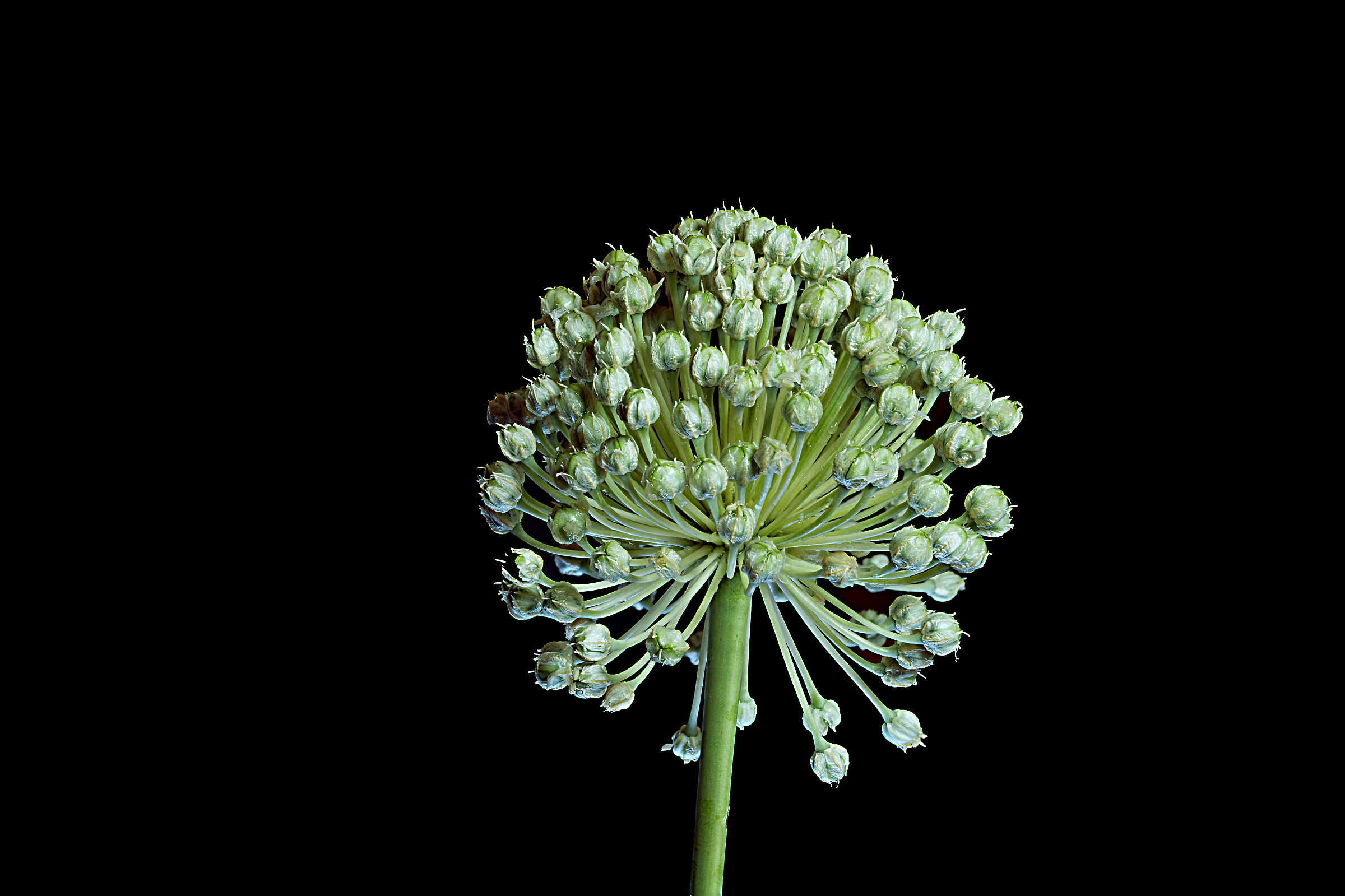 Leek flower...