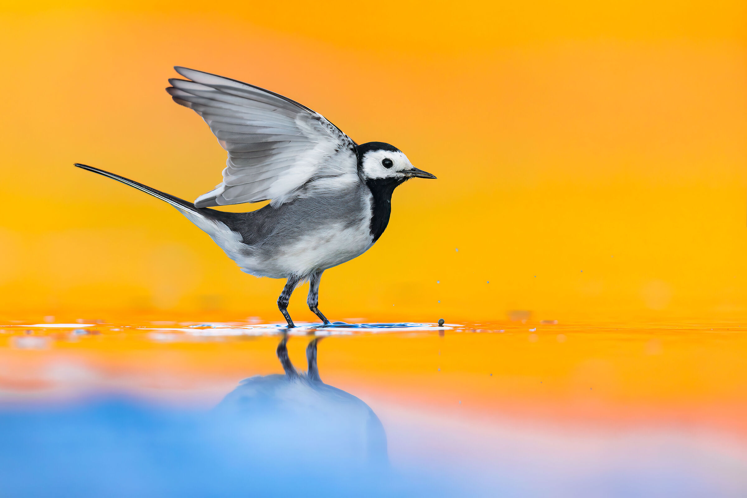 White wagtail