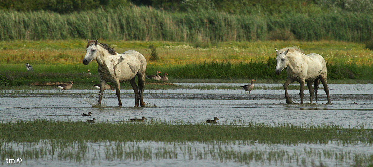 Camargue horses
