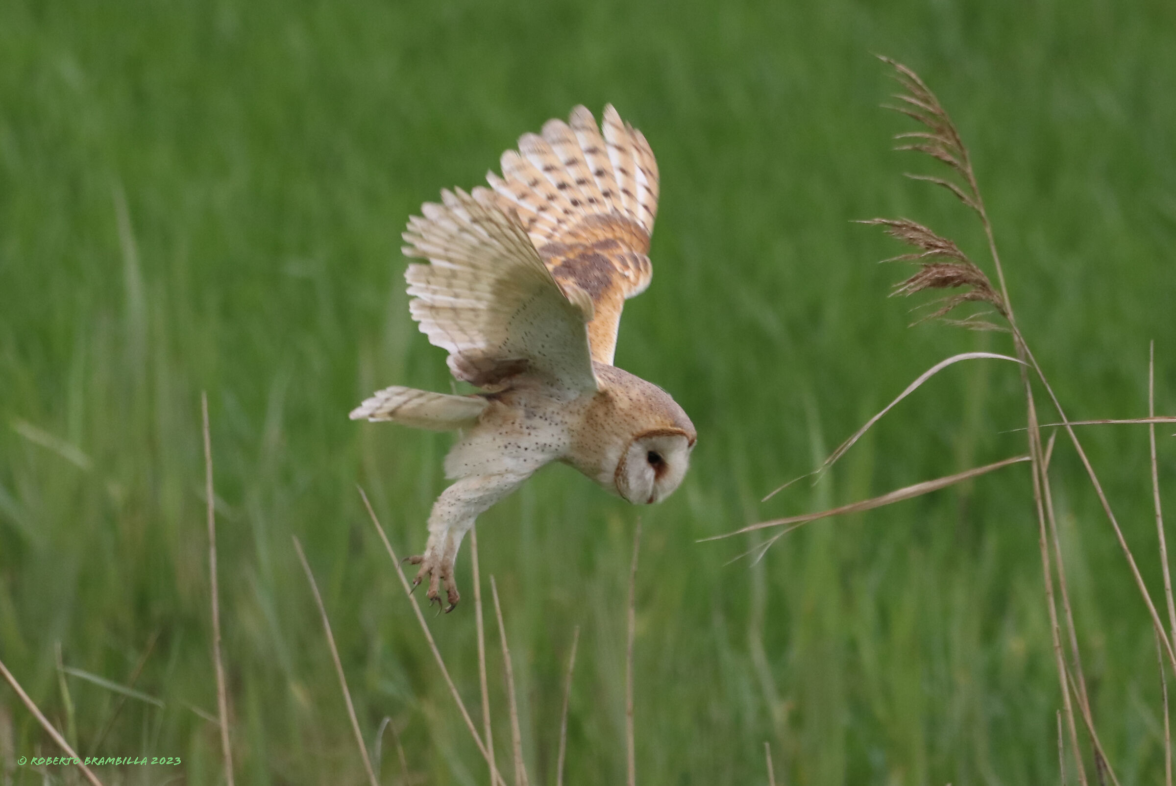 Owl in flight