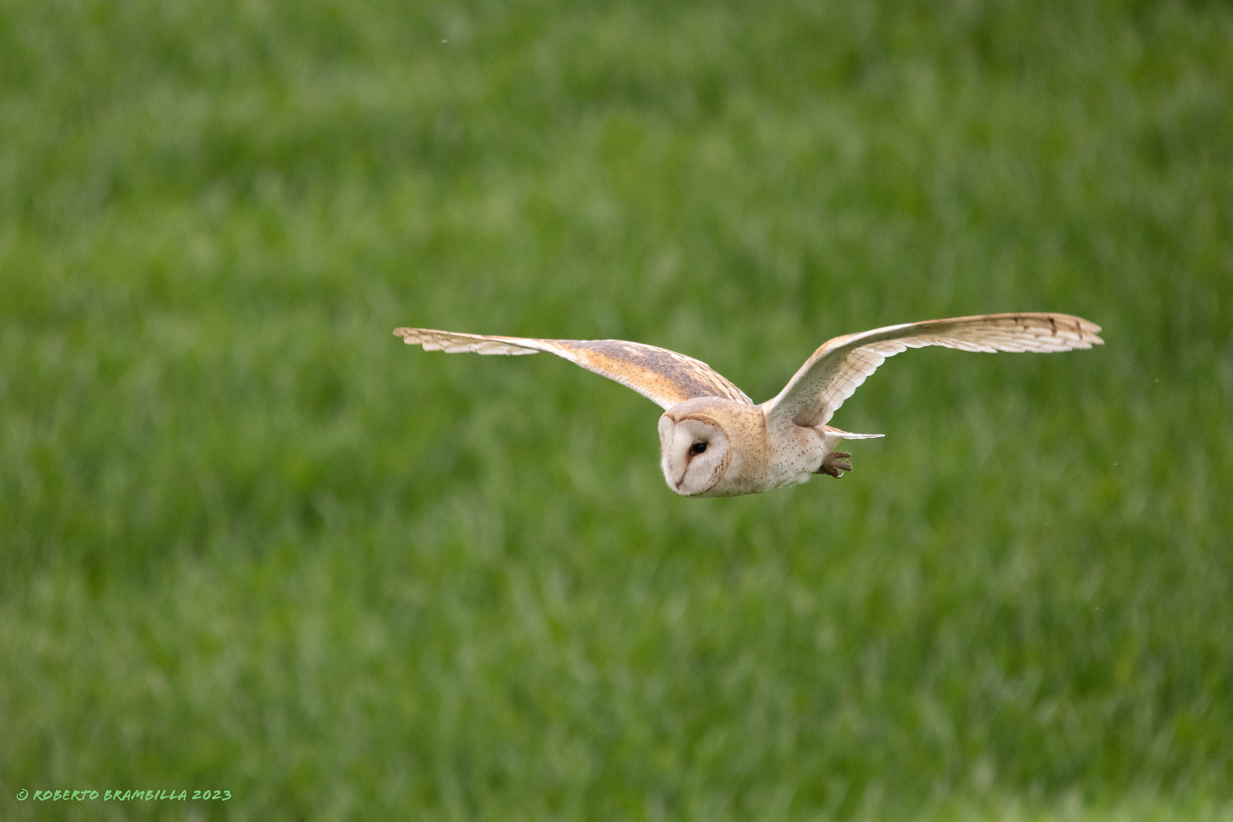 Owl in flight