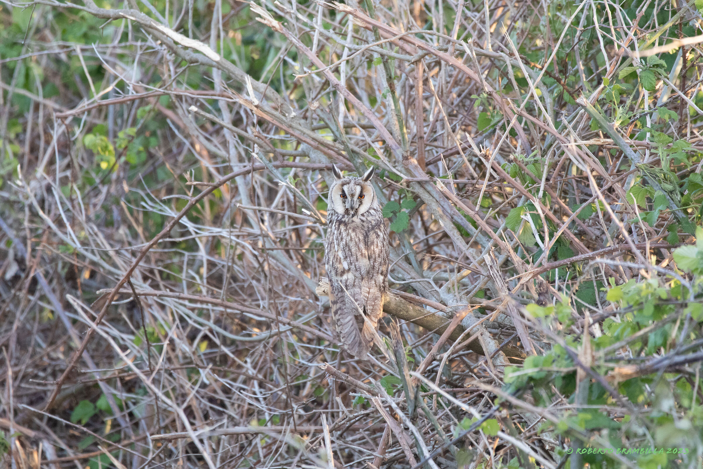 Owl