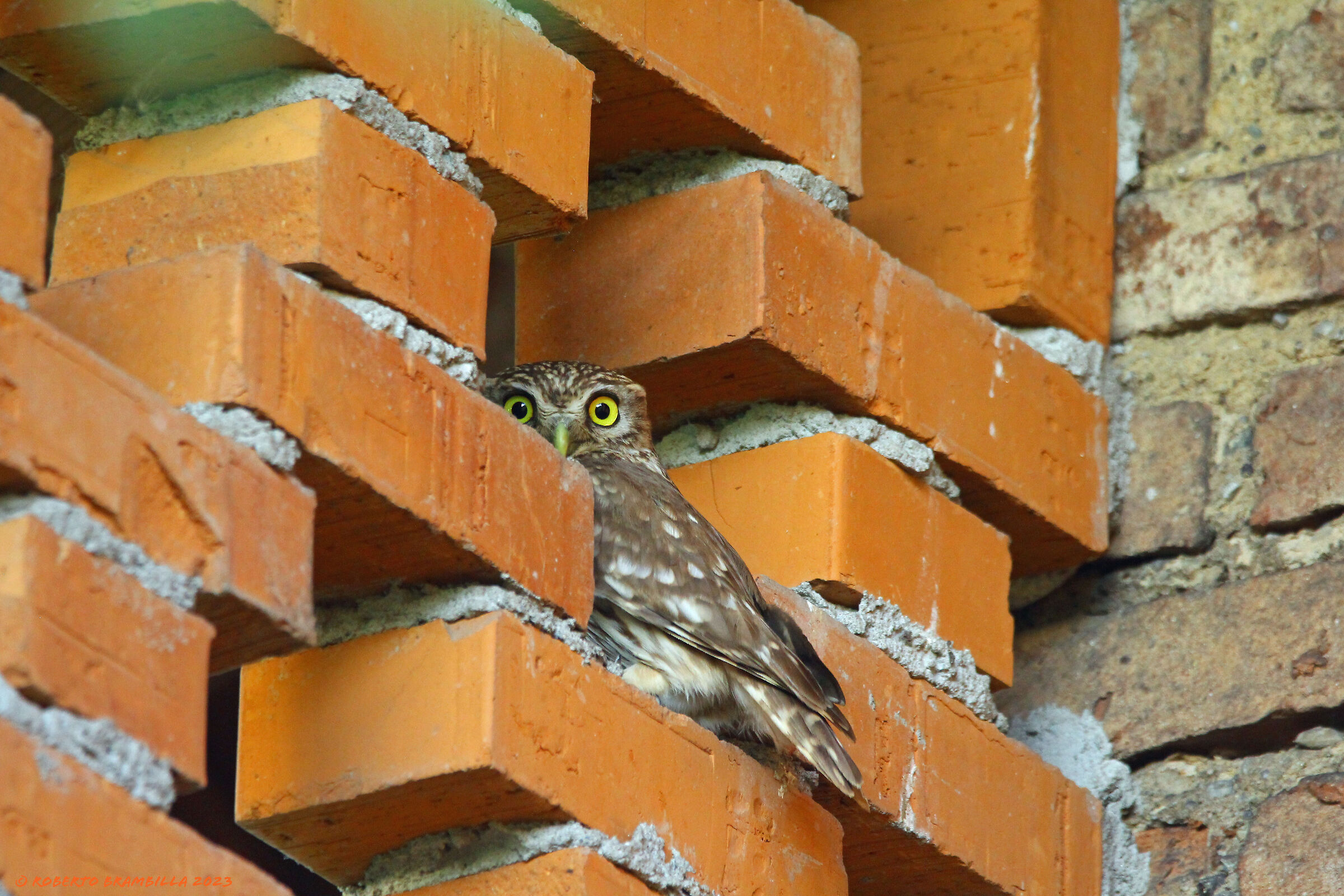 Owl