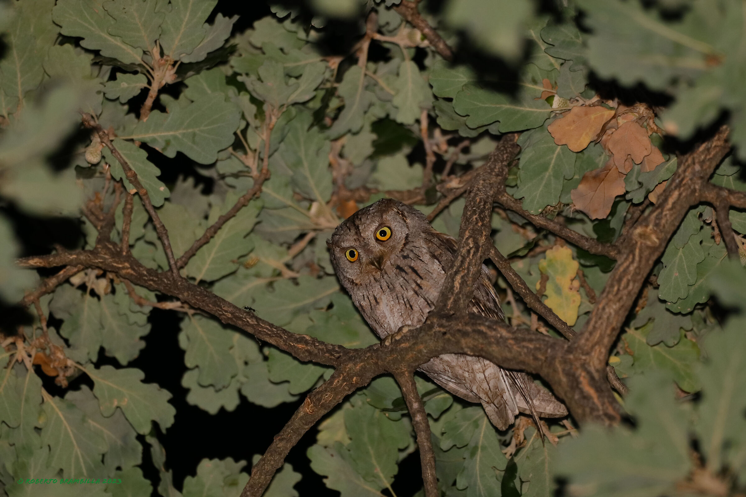 Scops owl