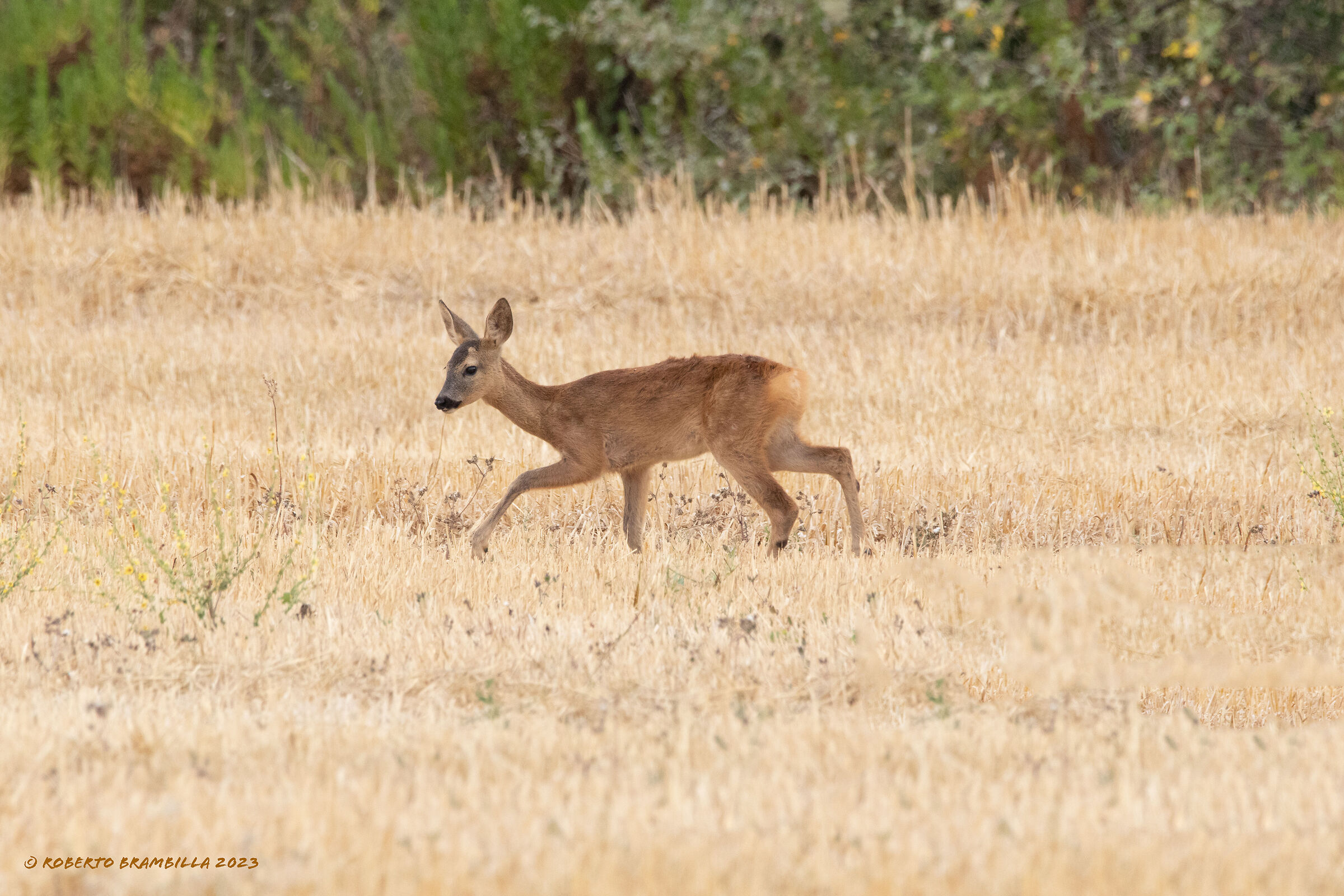 Fawn