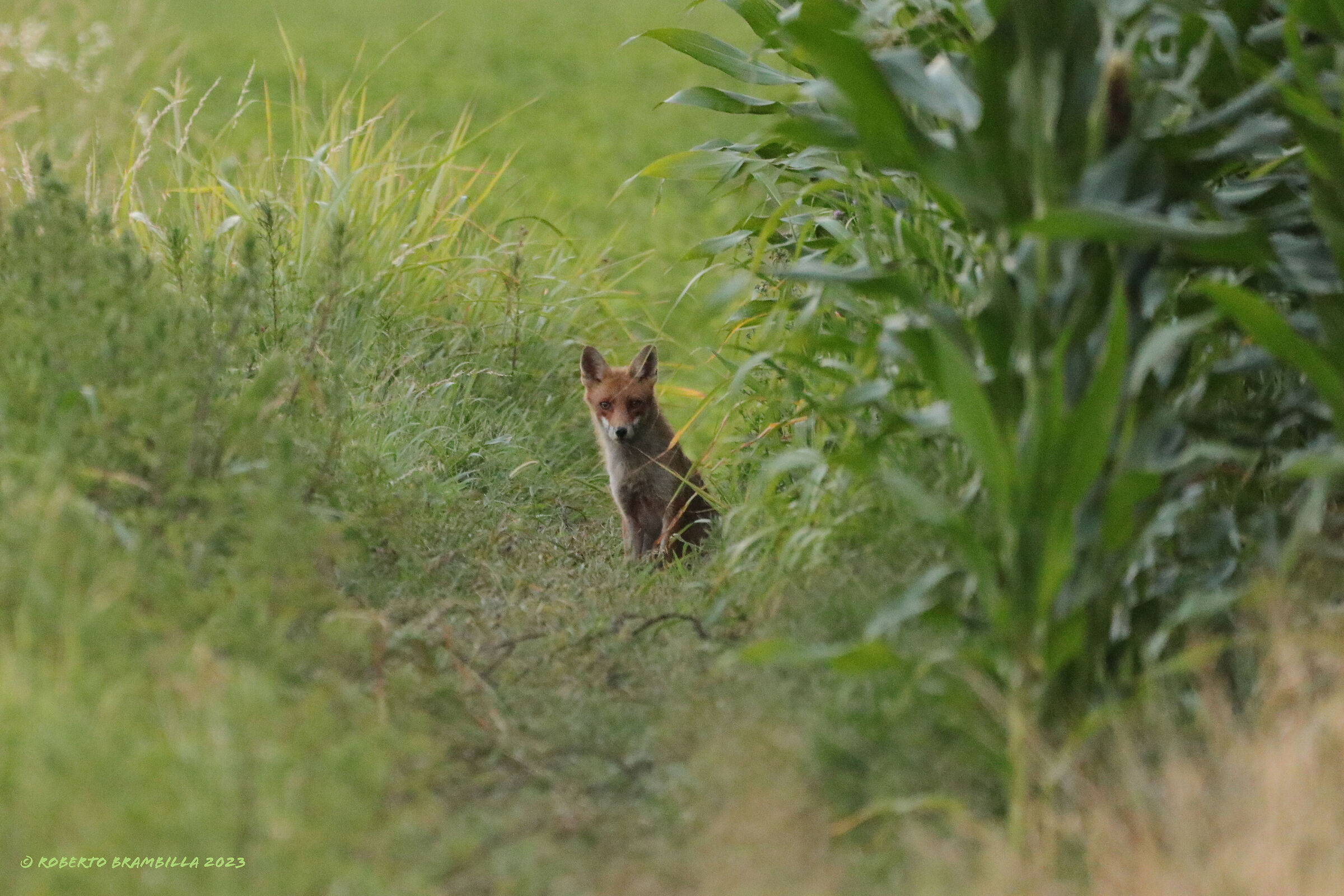 Fox