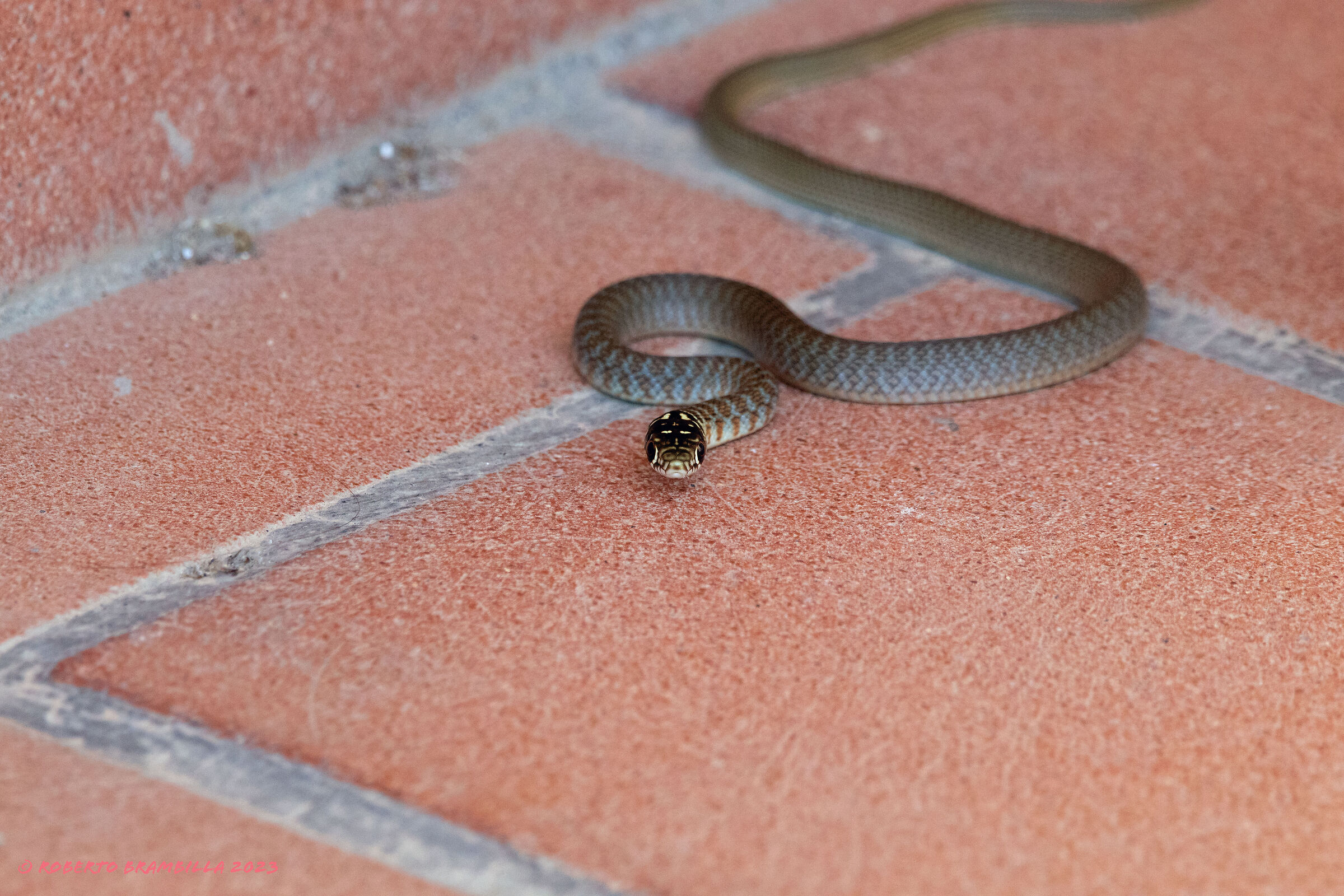 Snake