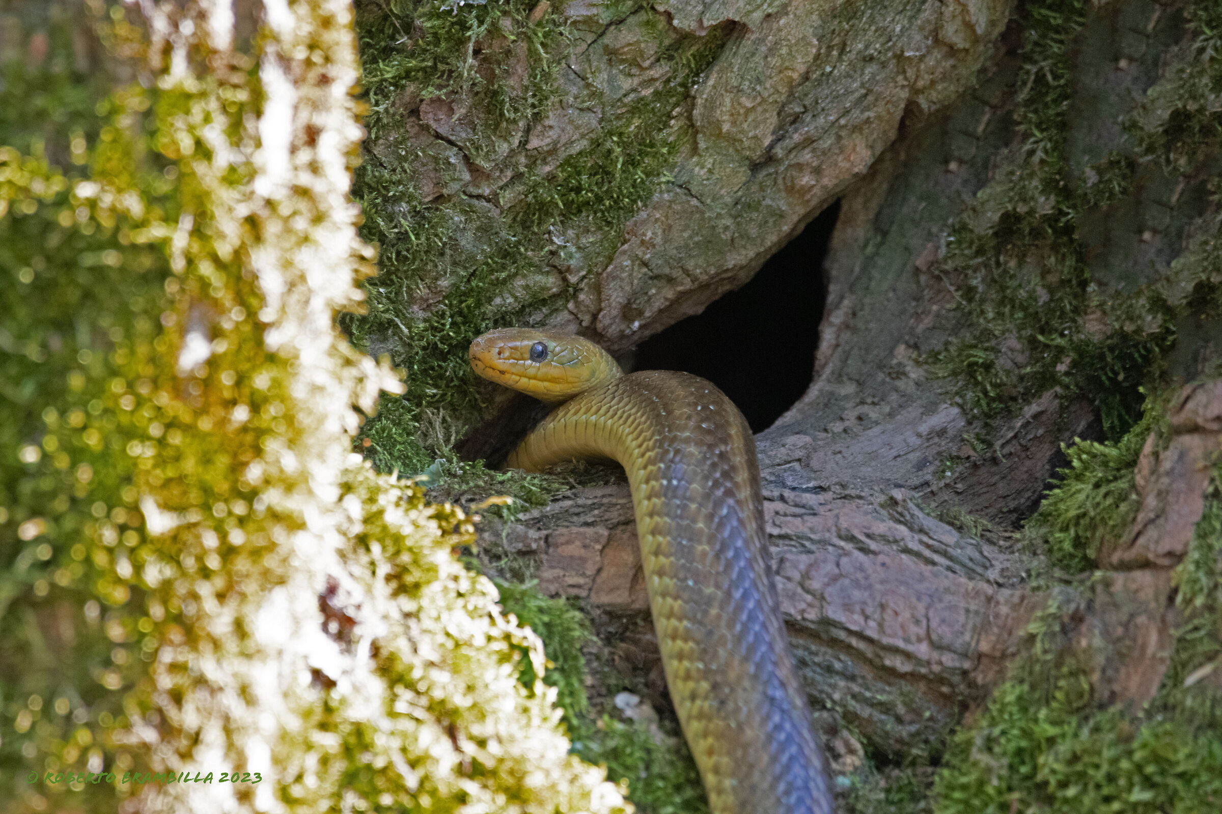 Snake in the hoopoe's nest