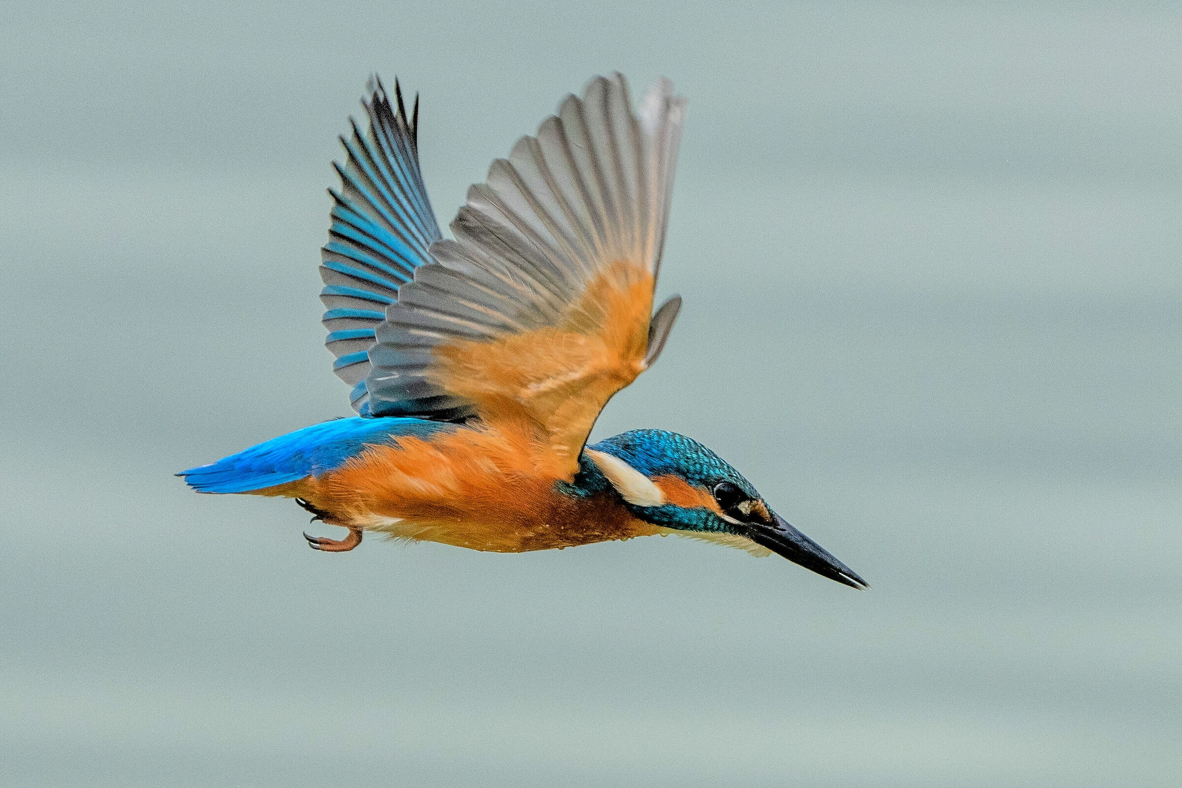 Kingfisher