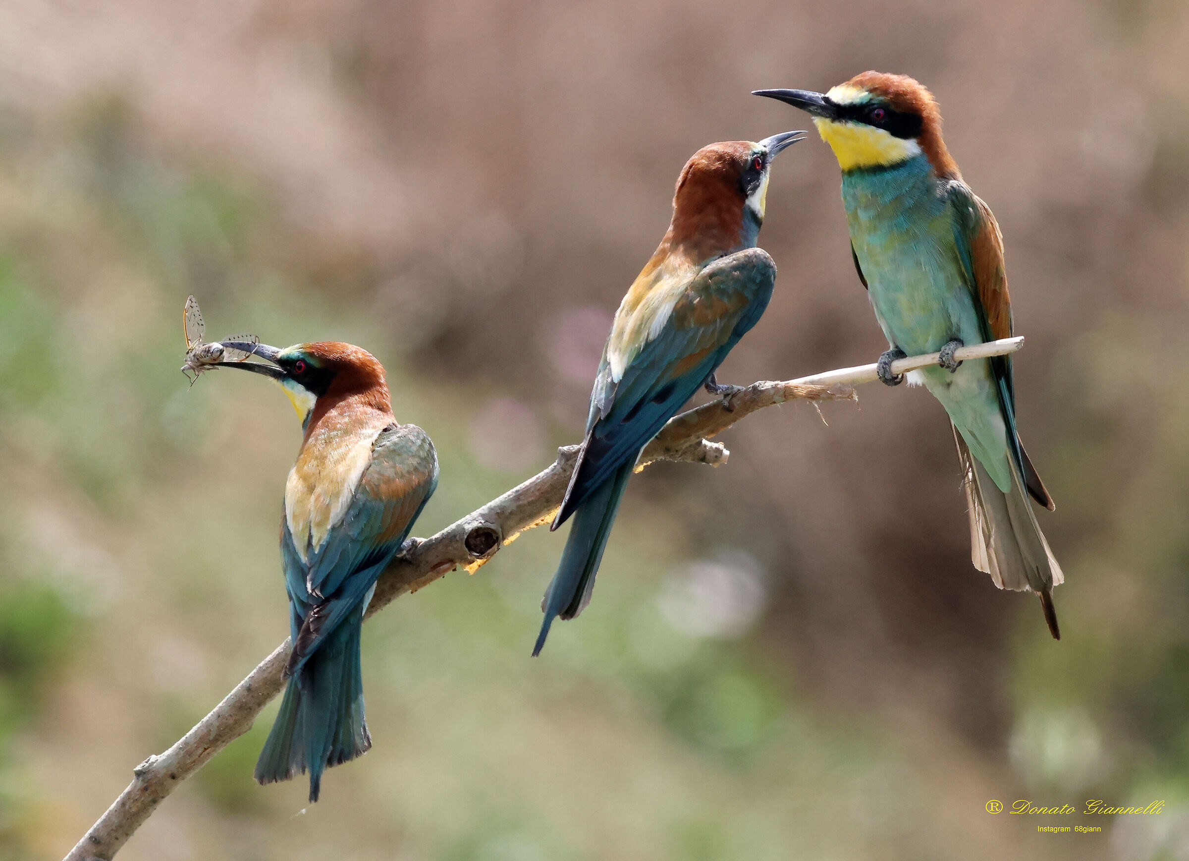 Bee-eaters with a small creed,Park of the plain SestoF