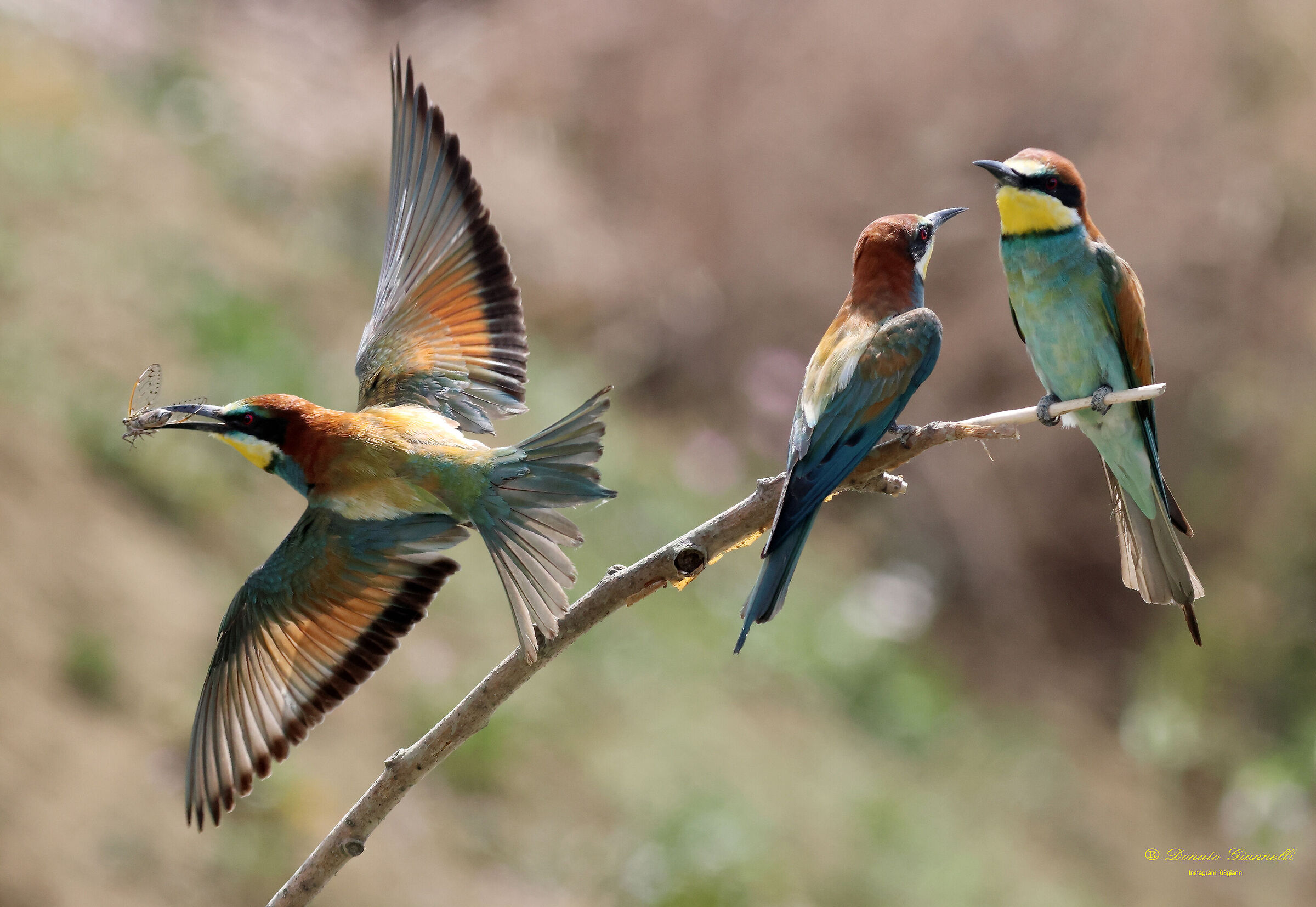 Bee-eaters with a small creed,Park of the plain SestoF