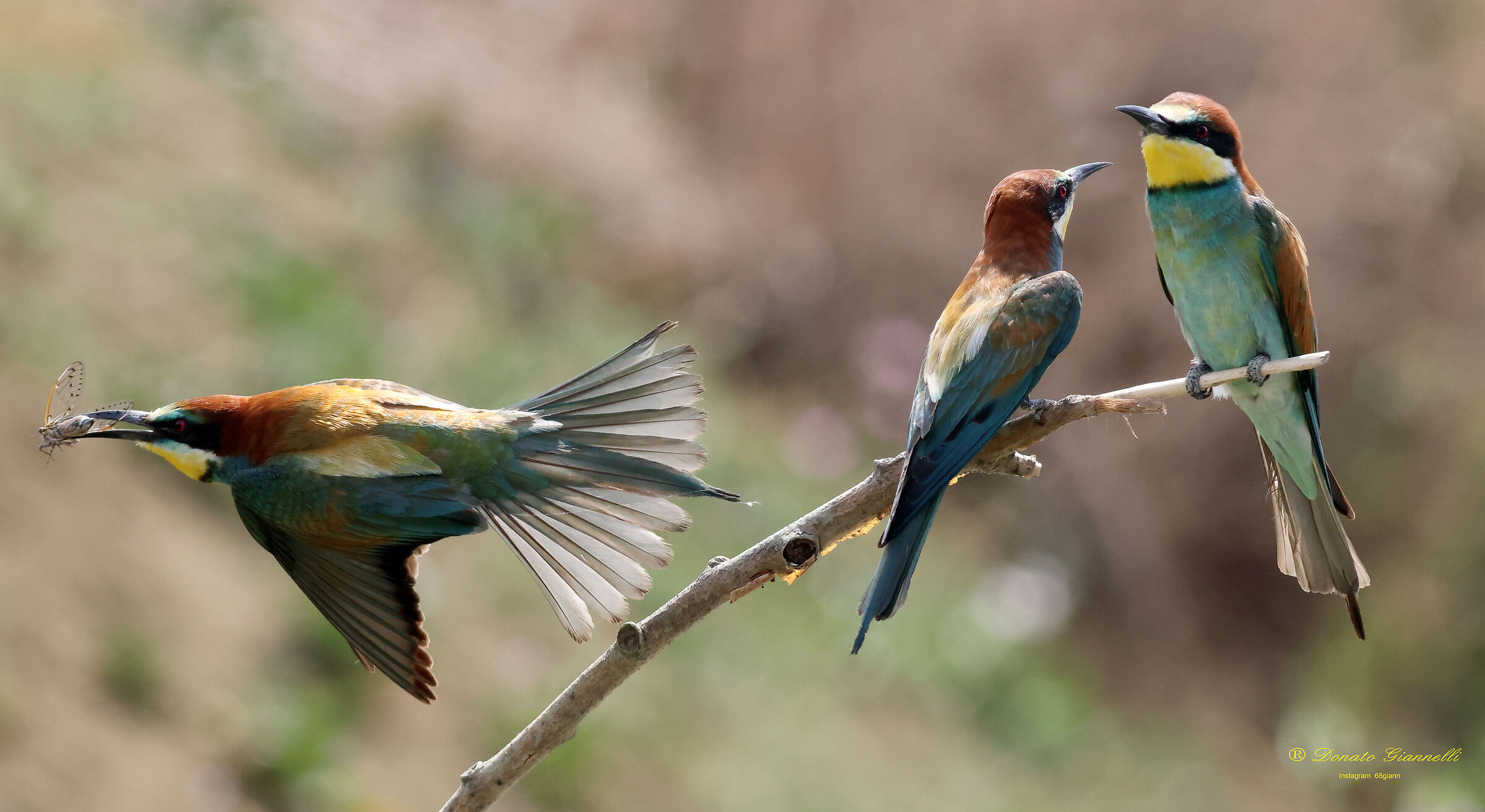 Bee-eaters with a small creed,Park of the plain SestoF