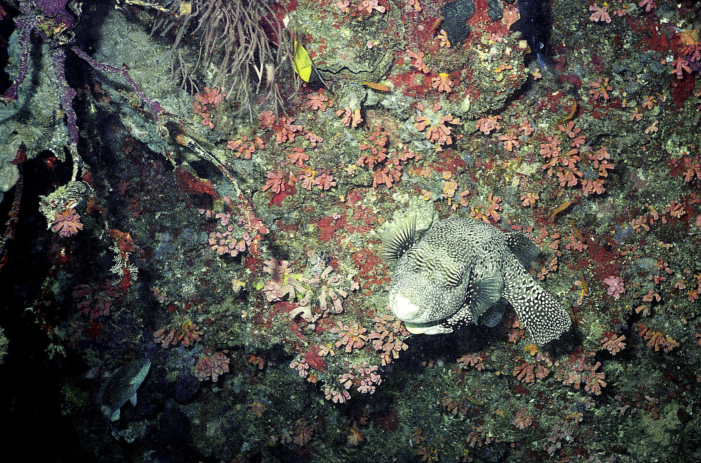 MALDIVES P Starry ball (Arothron stellatus)