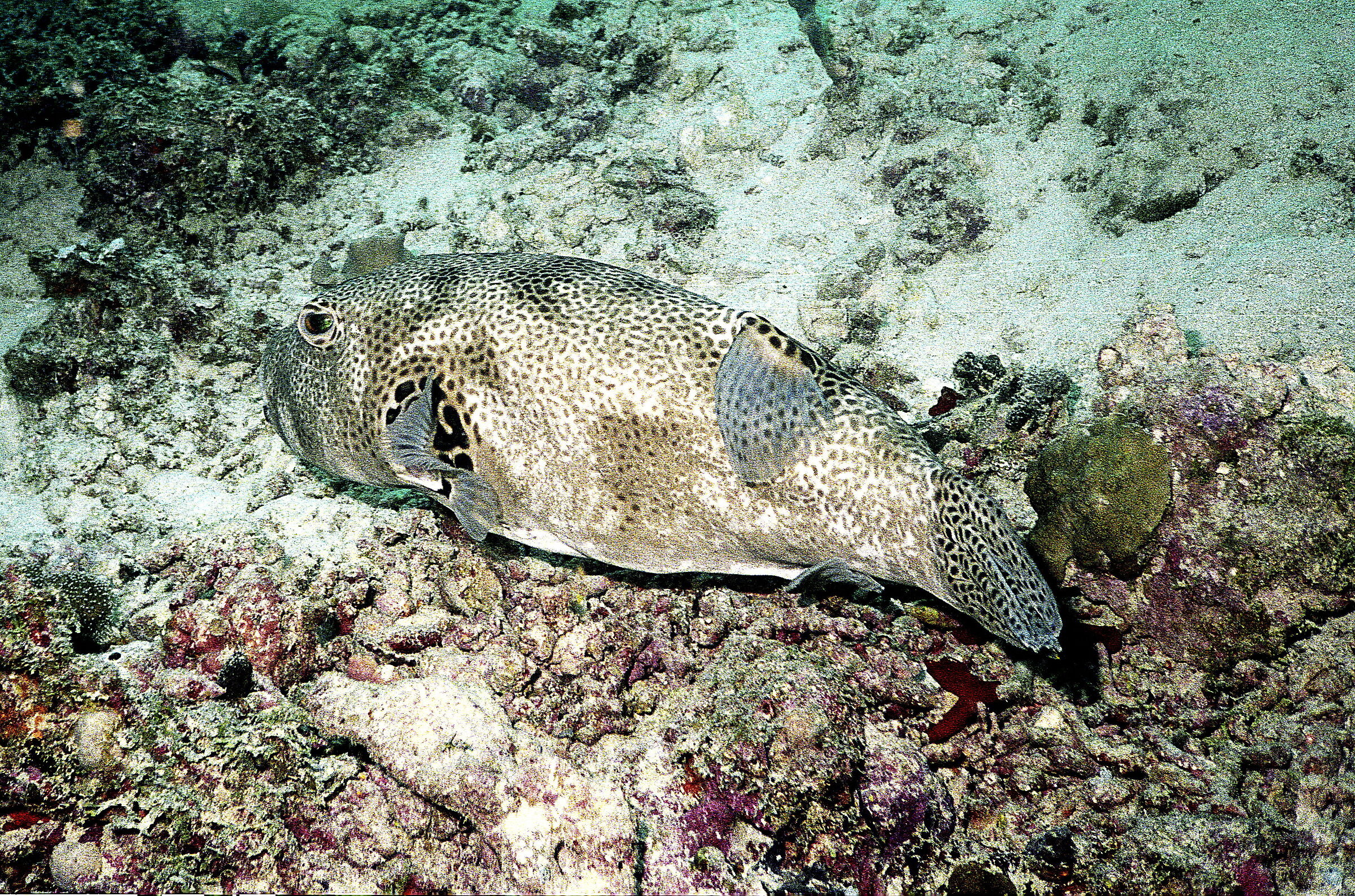 MALDIVES P Starry ball (Arothron stellatus)