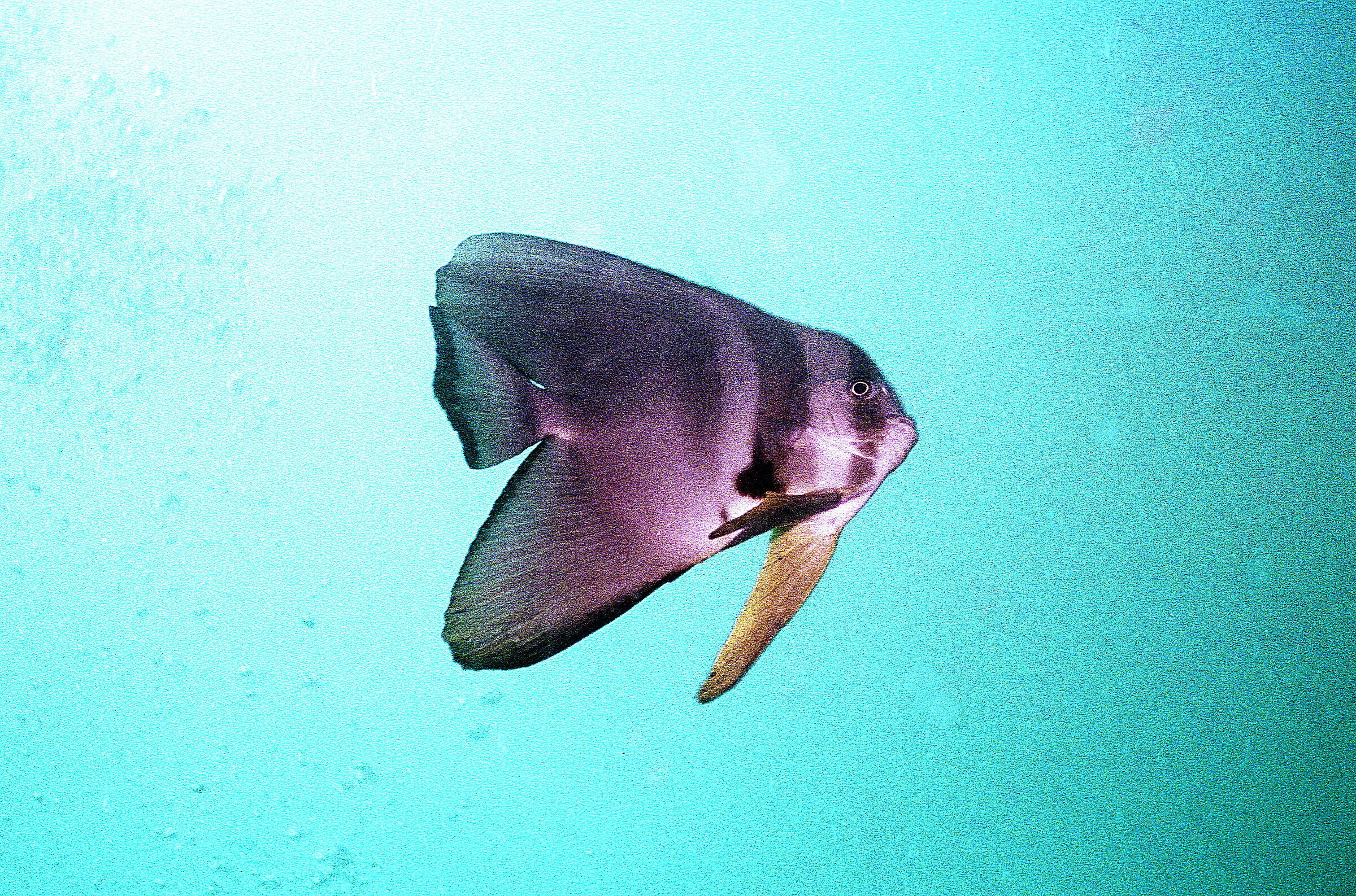 MALDIVES P Bat (Platax teira)