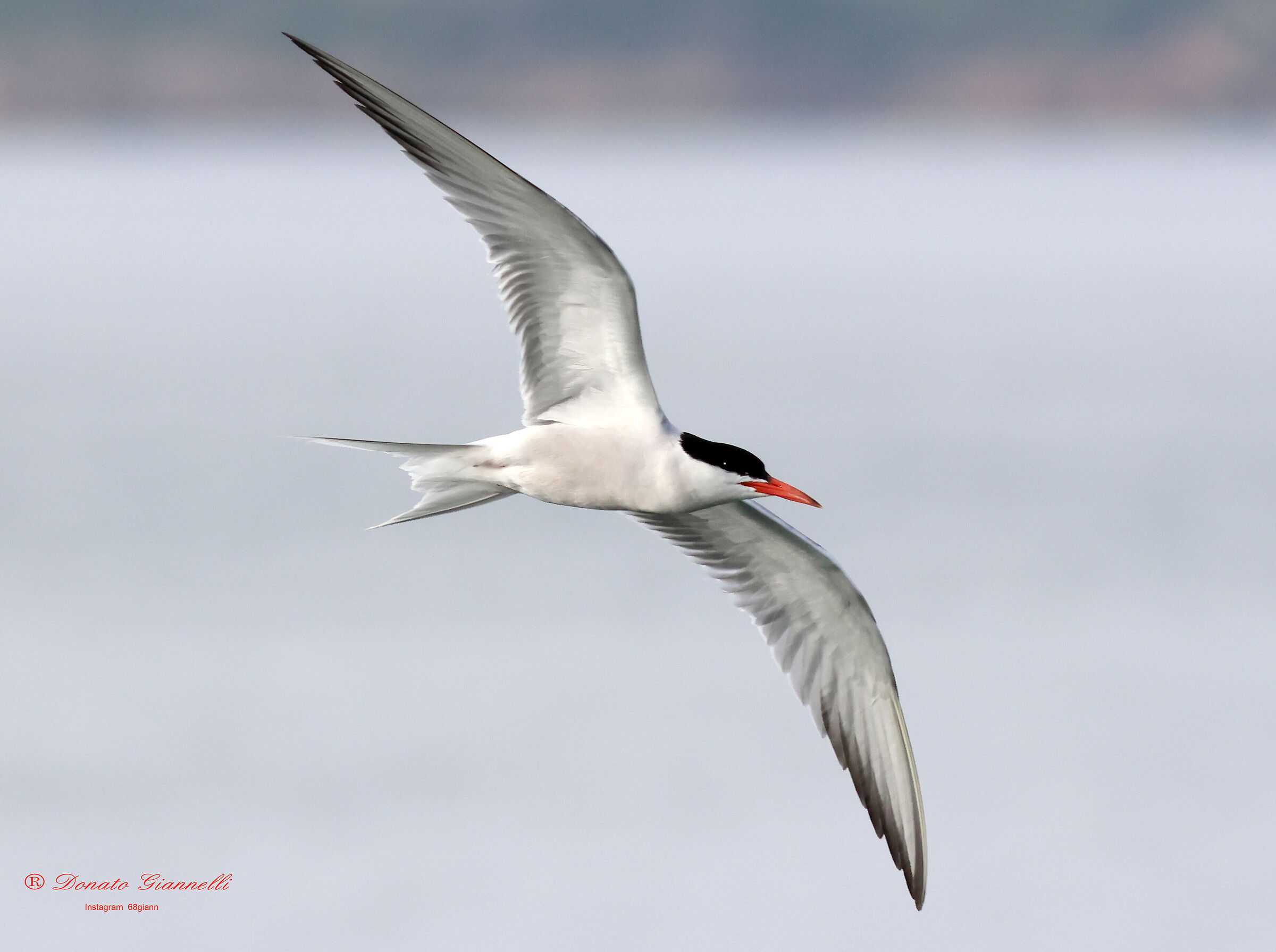 Tern