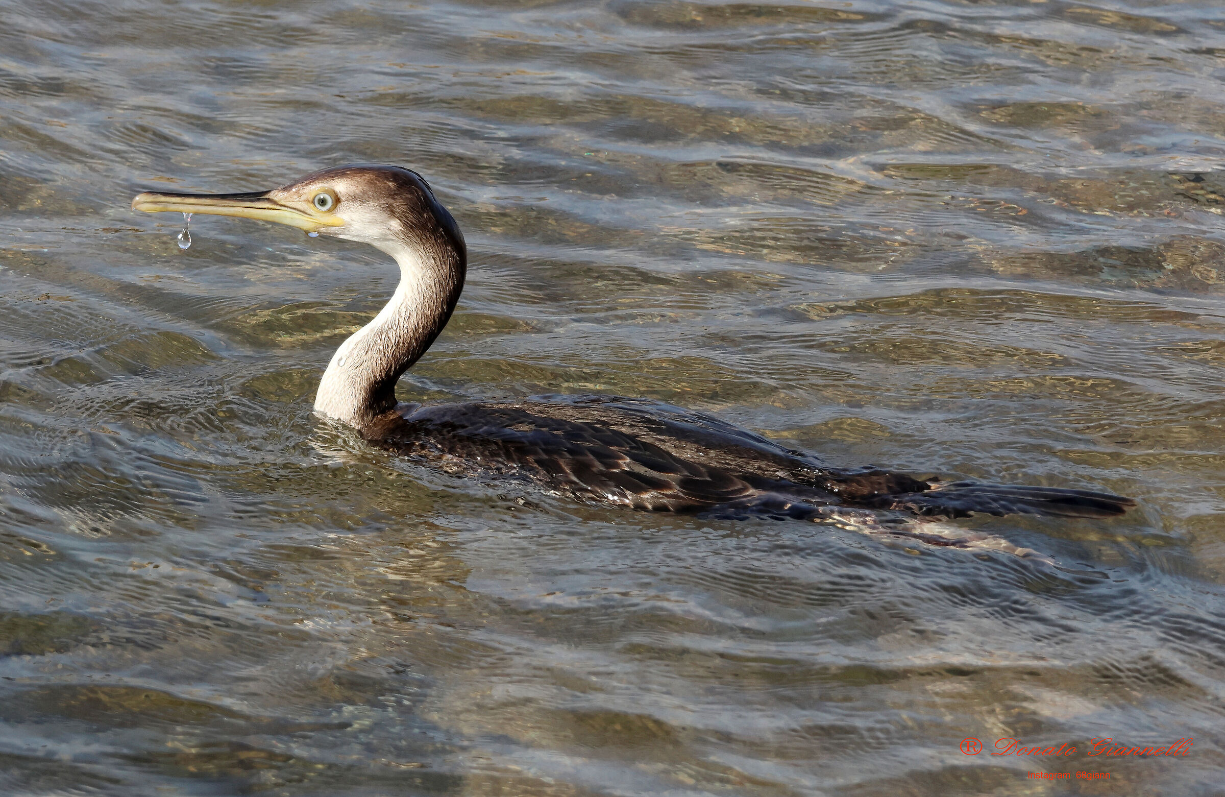 Tufted cormorant