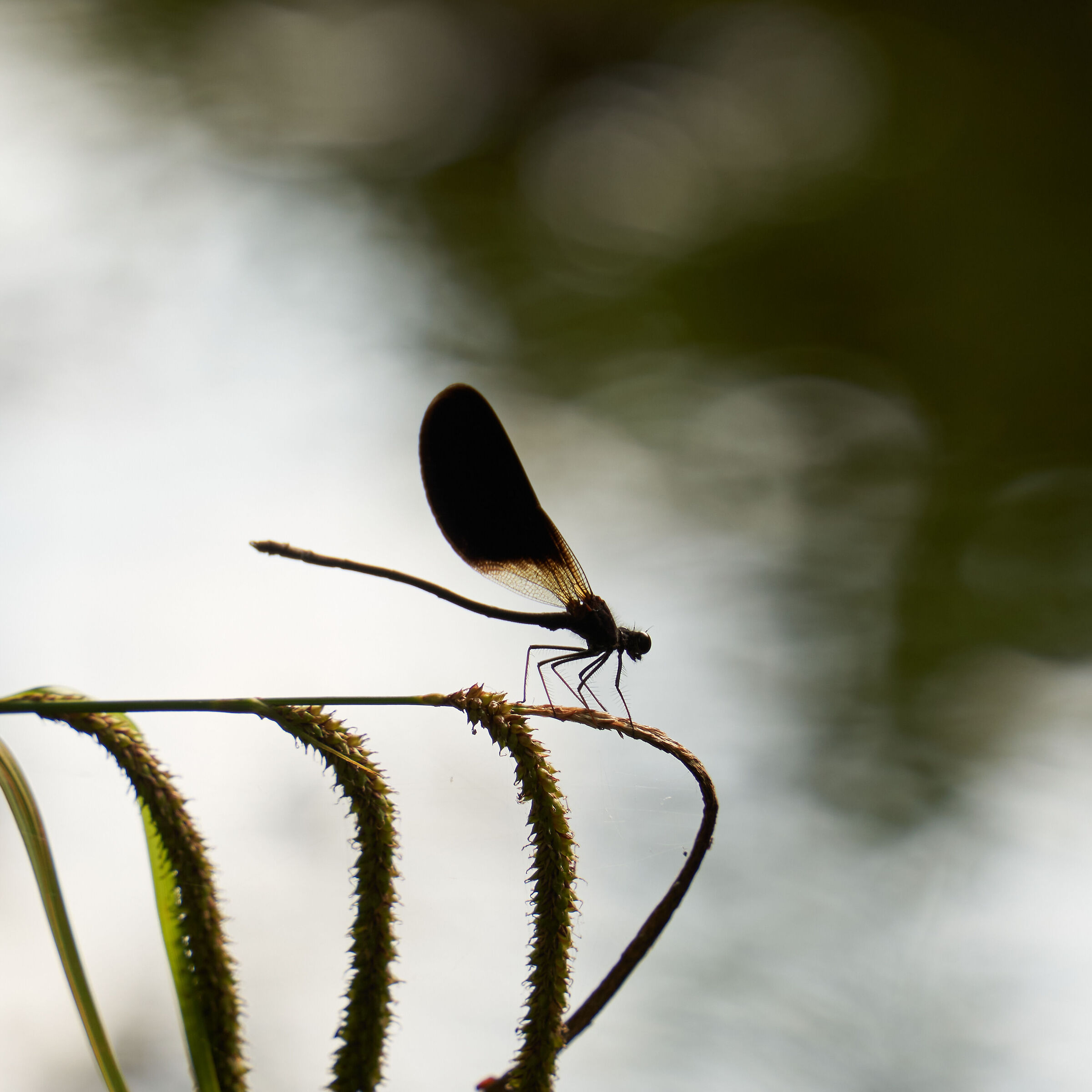 Black dragonfly
