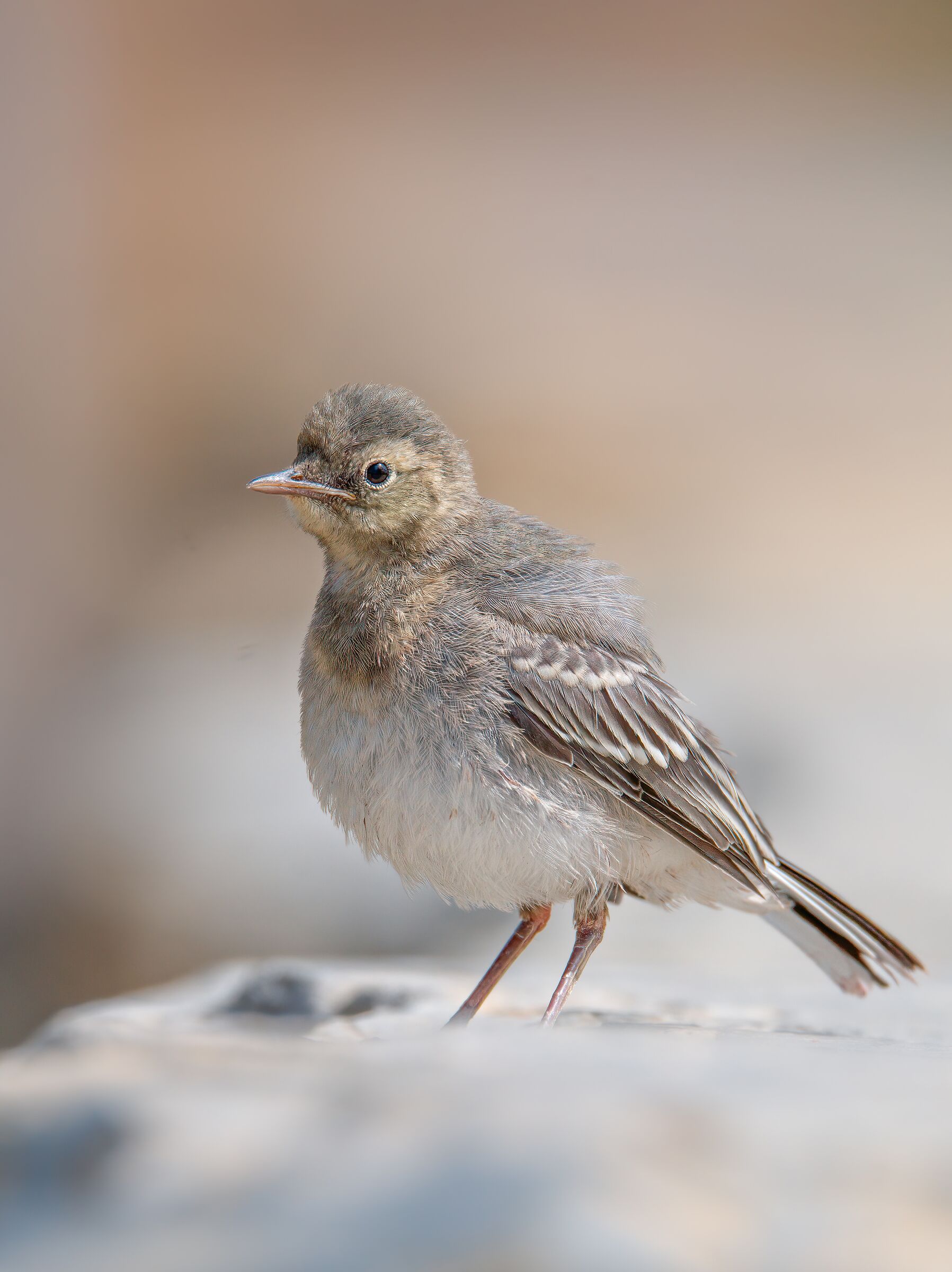 Ballerina bianca (pullo)