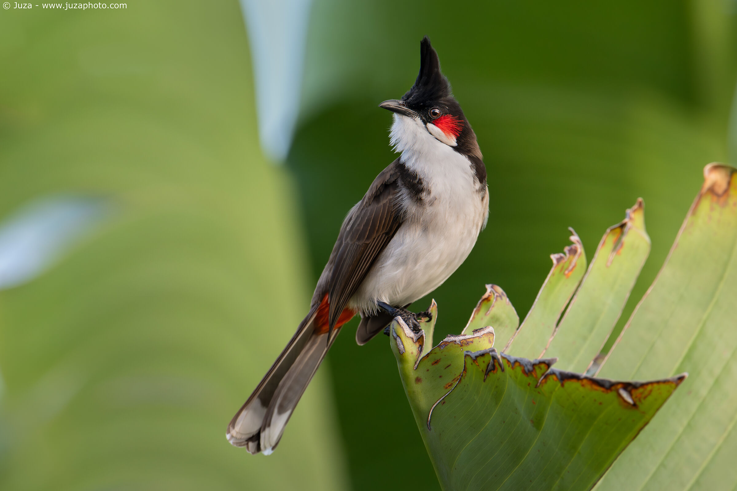 Pycnonotus jocosus su palma