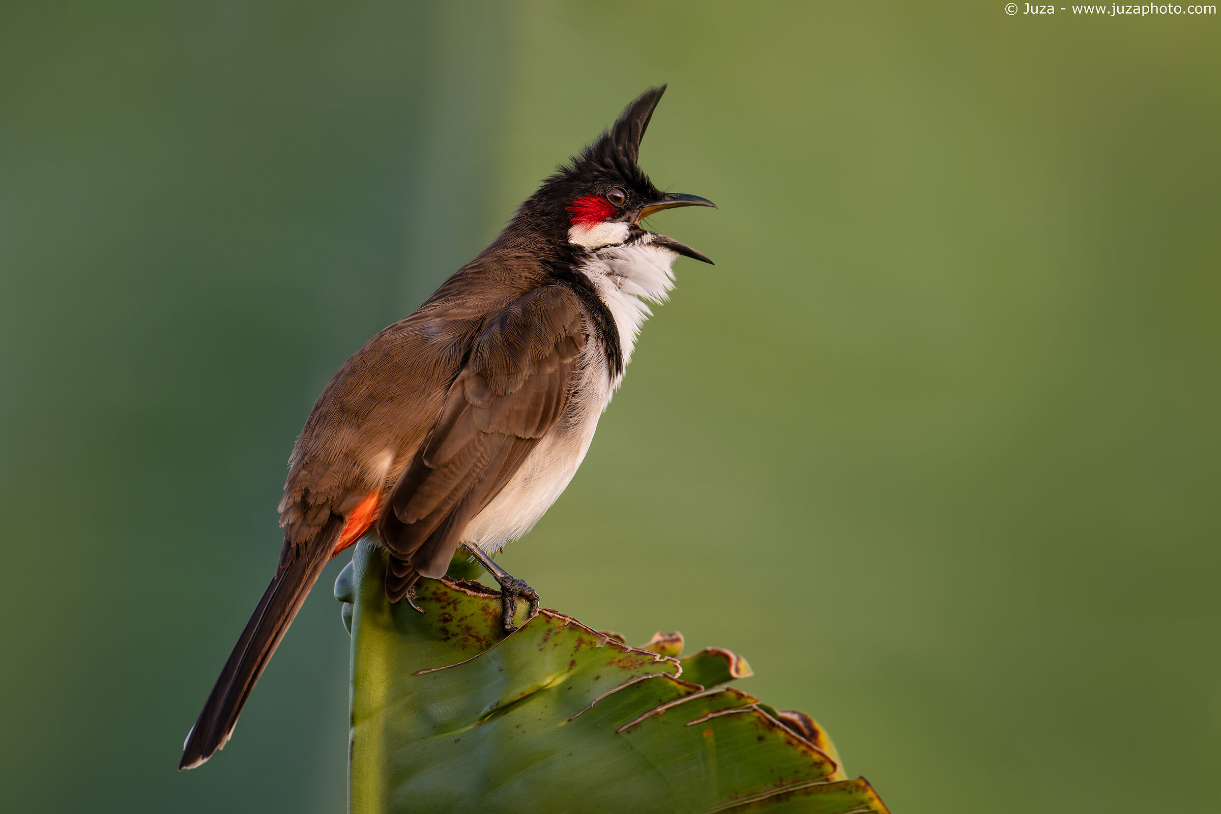Pycnonotus jocosus, canto all'alba
