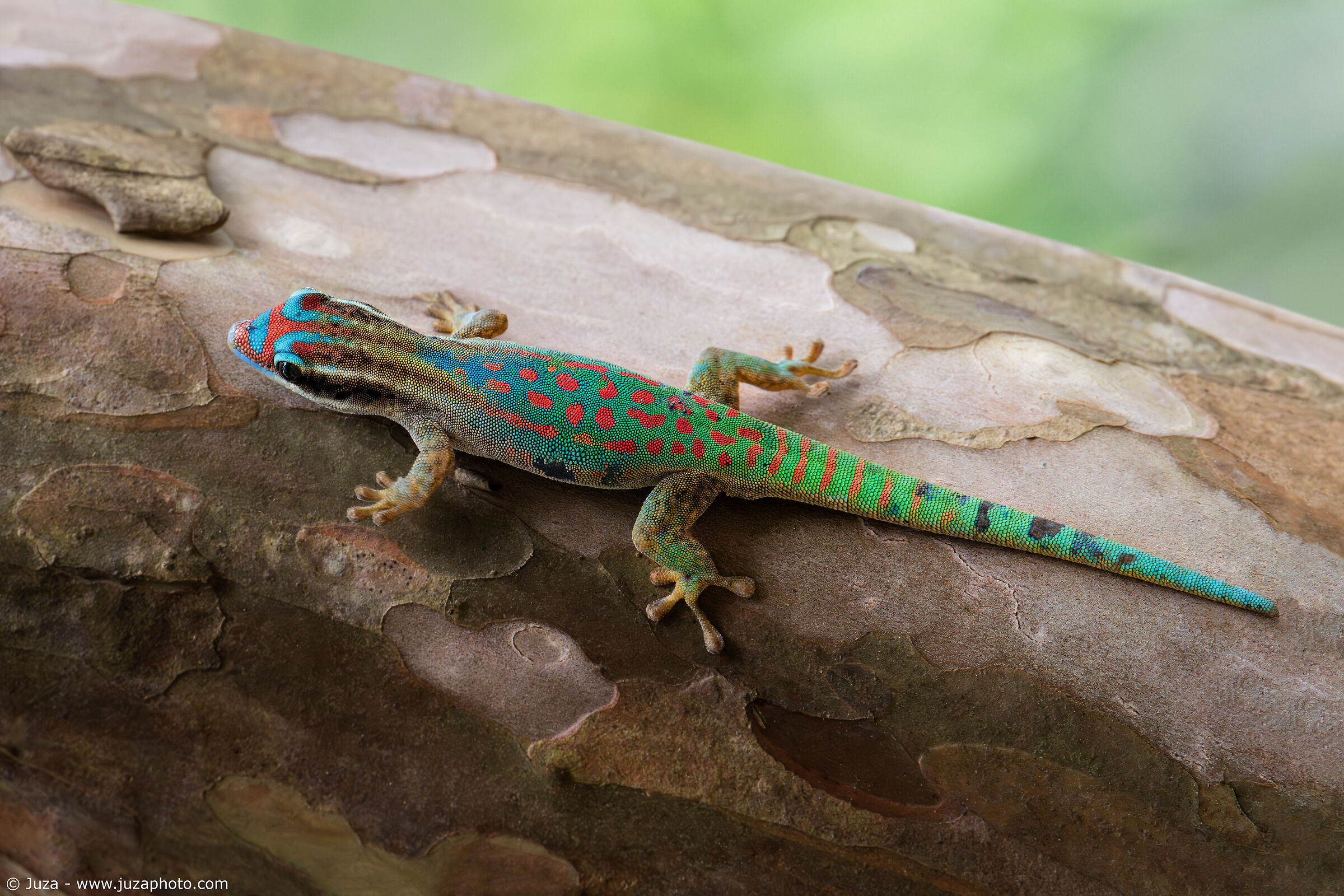 The wonderful Ornate Day Gecko (Phelsuma ornata)