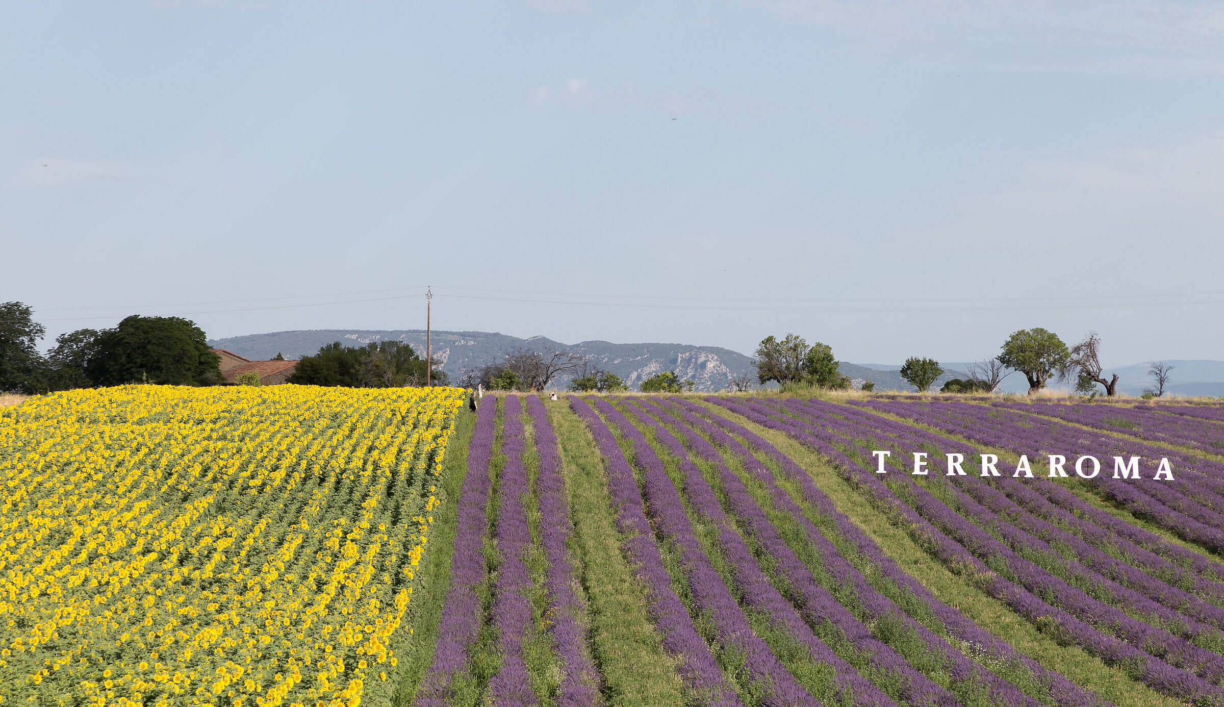 Valensole, lavande e girasoli