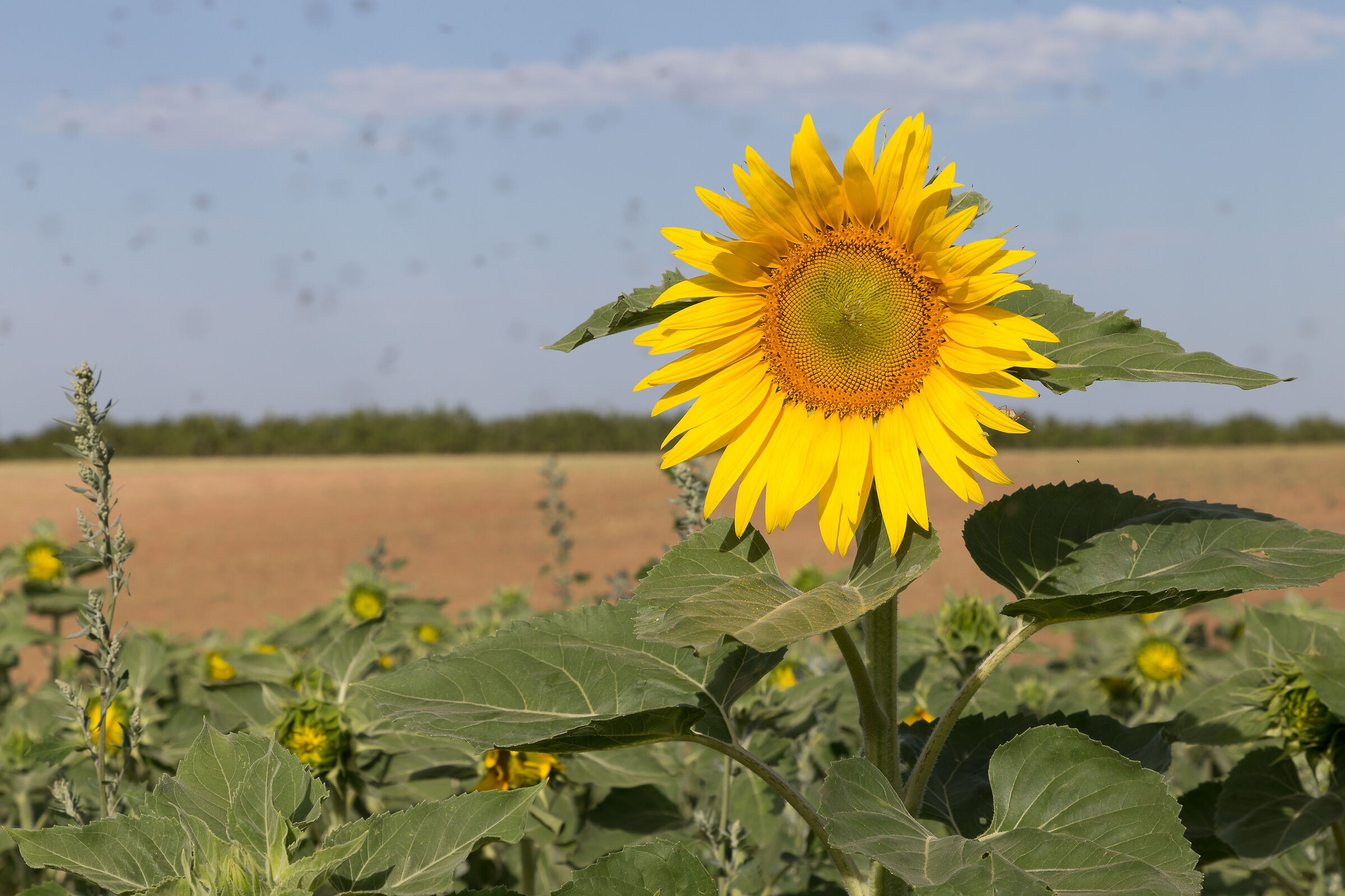 Valensole girasoli