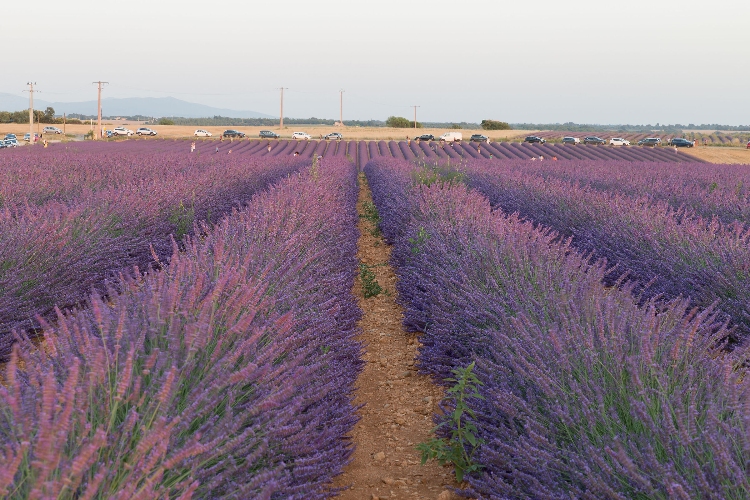 valensole, fotografi e turisti